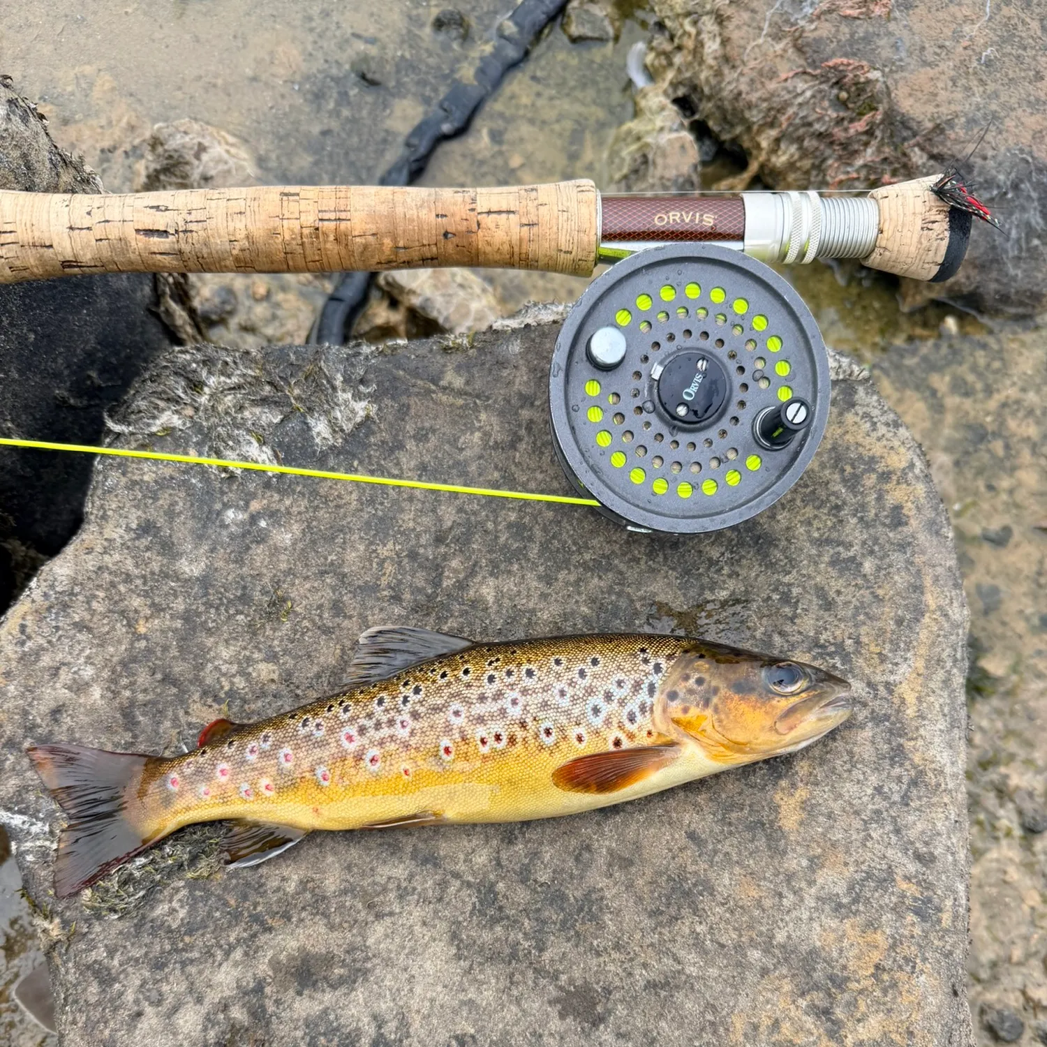 Brown trout caught on Fishbrain
