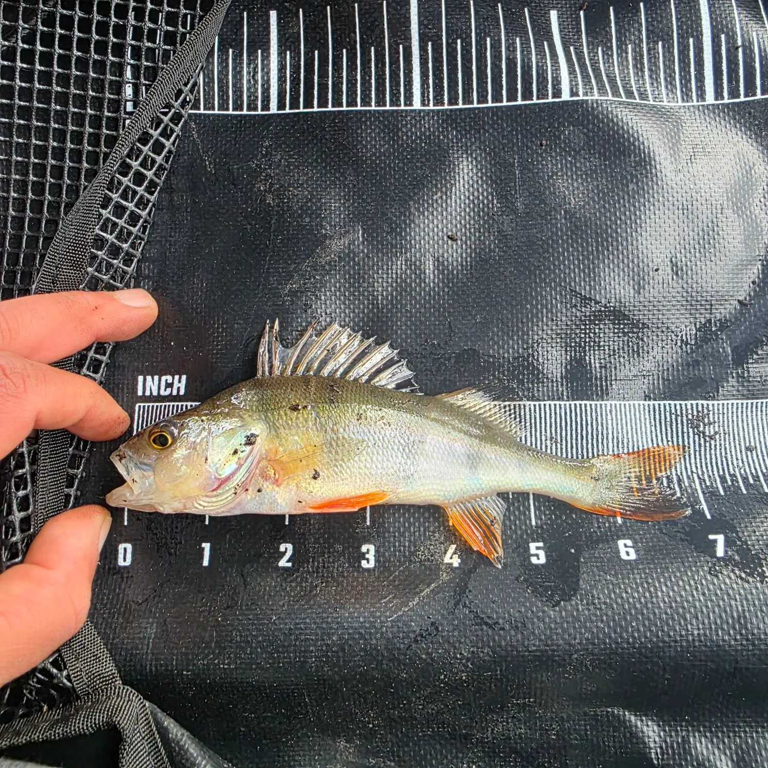 European perch caught on Fishbrain