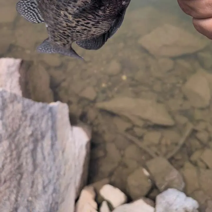 Black crappie caught on Fishbrain