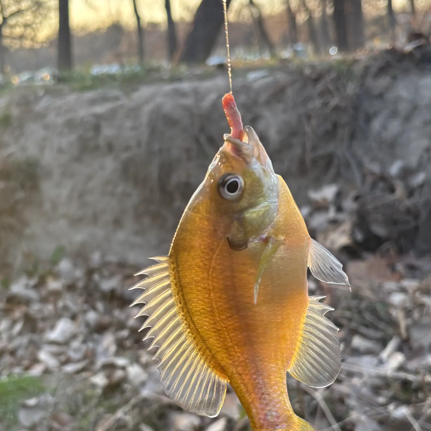 The most recent Redbreast sunfish catches on Fishbrain