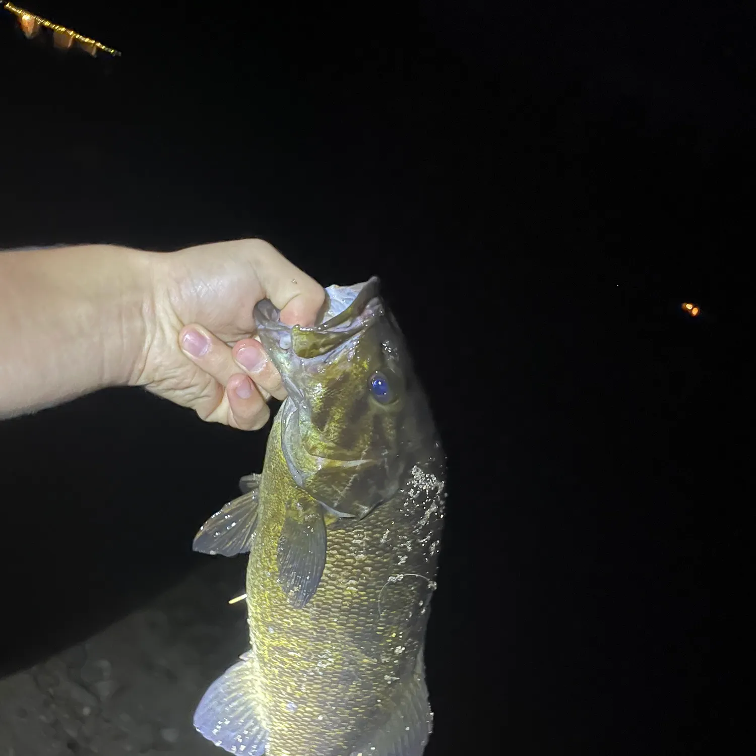 Smallmouth bass caught on Fishbrain