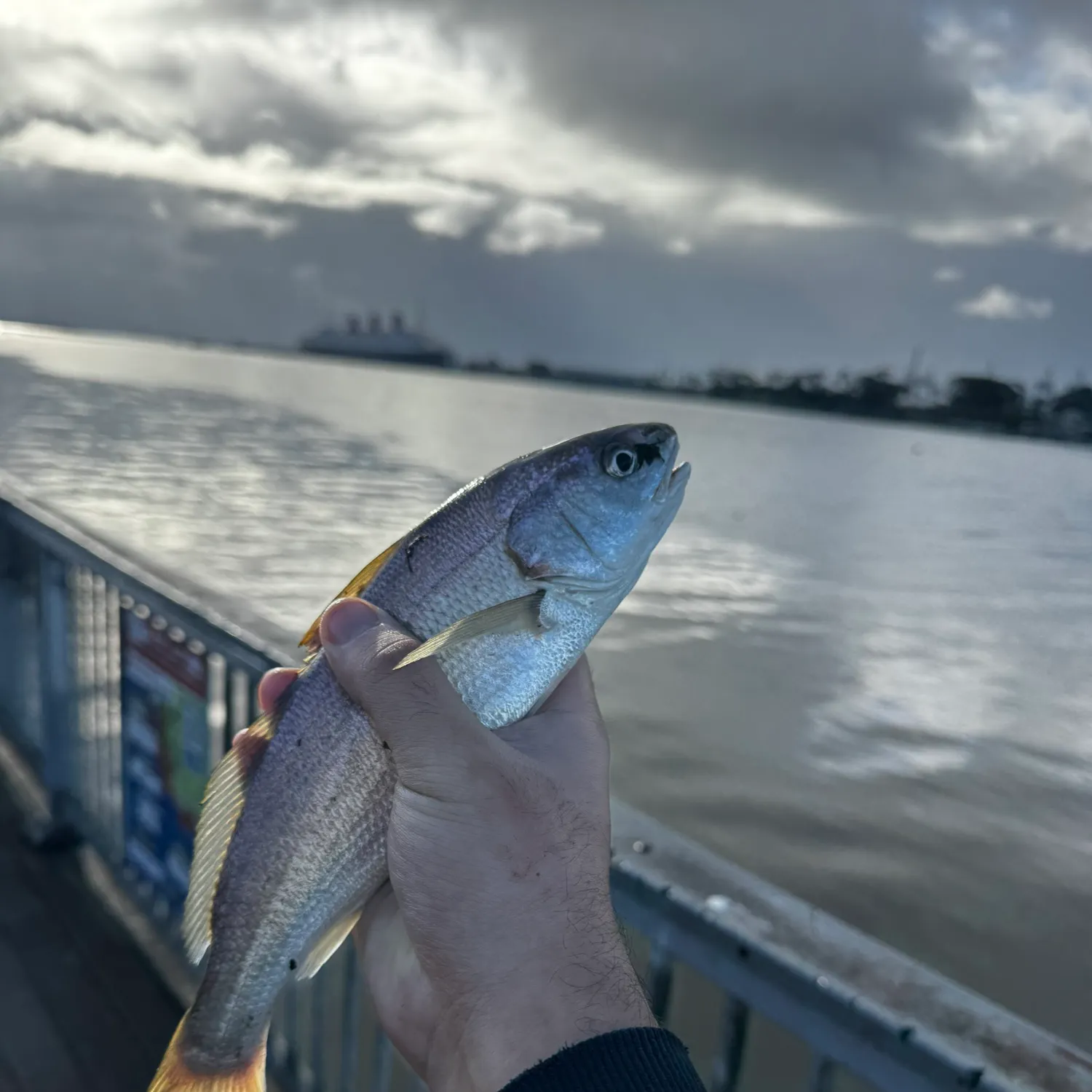 The most recent White croaker catches on Fishbrain