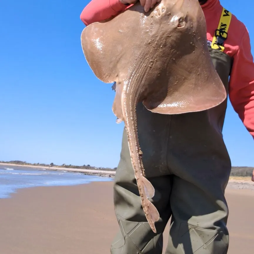The most popular recent Small-eyed ray catch on Fishbrain