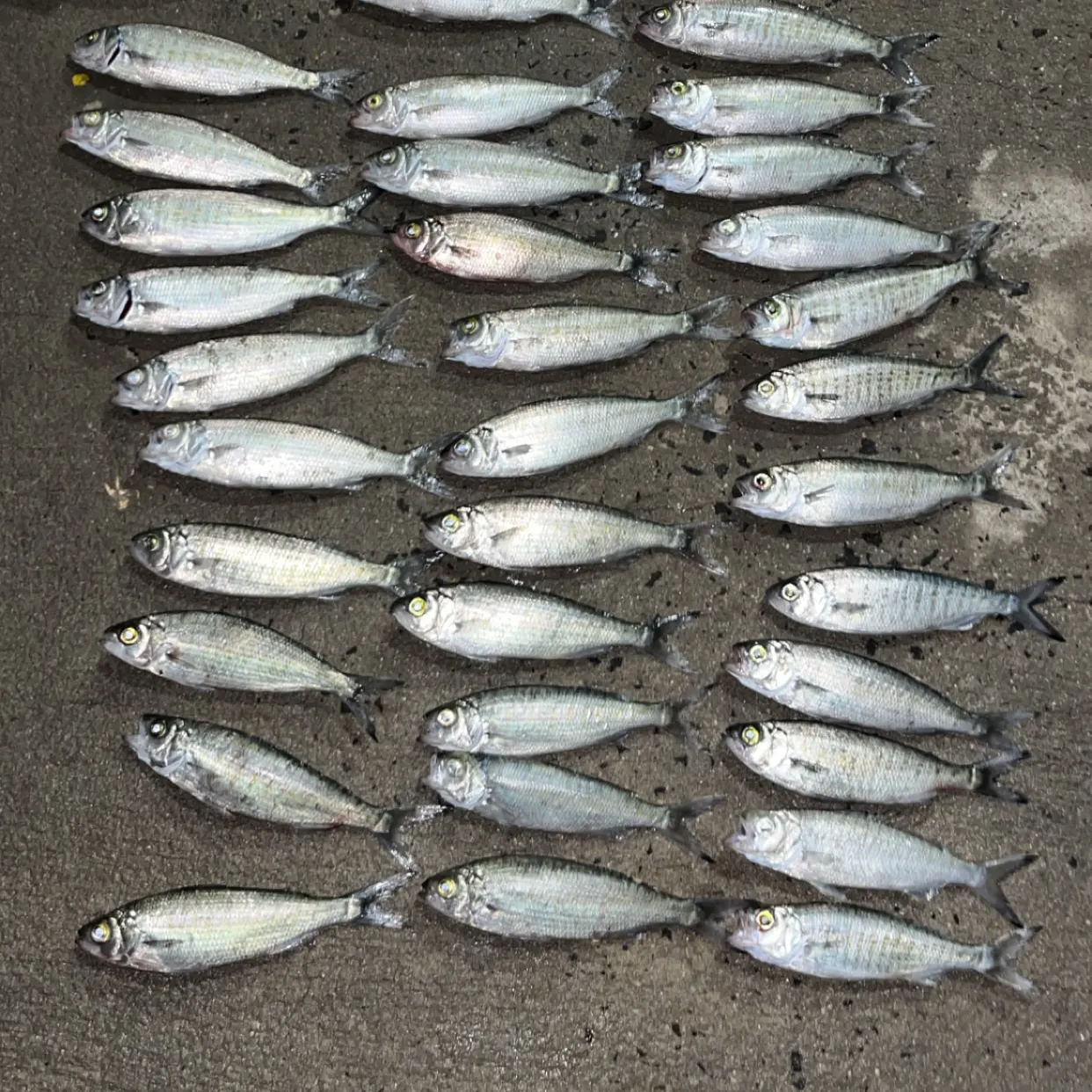 Atlantic herring caught on Fishbrain