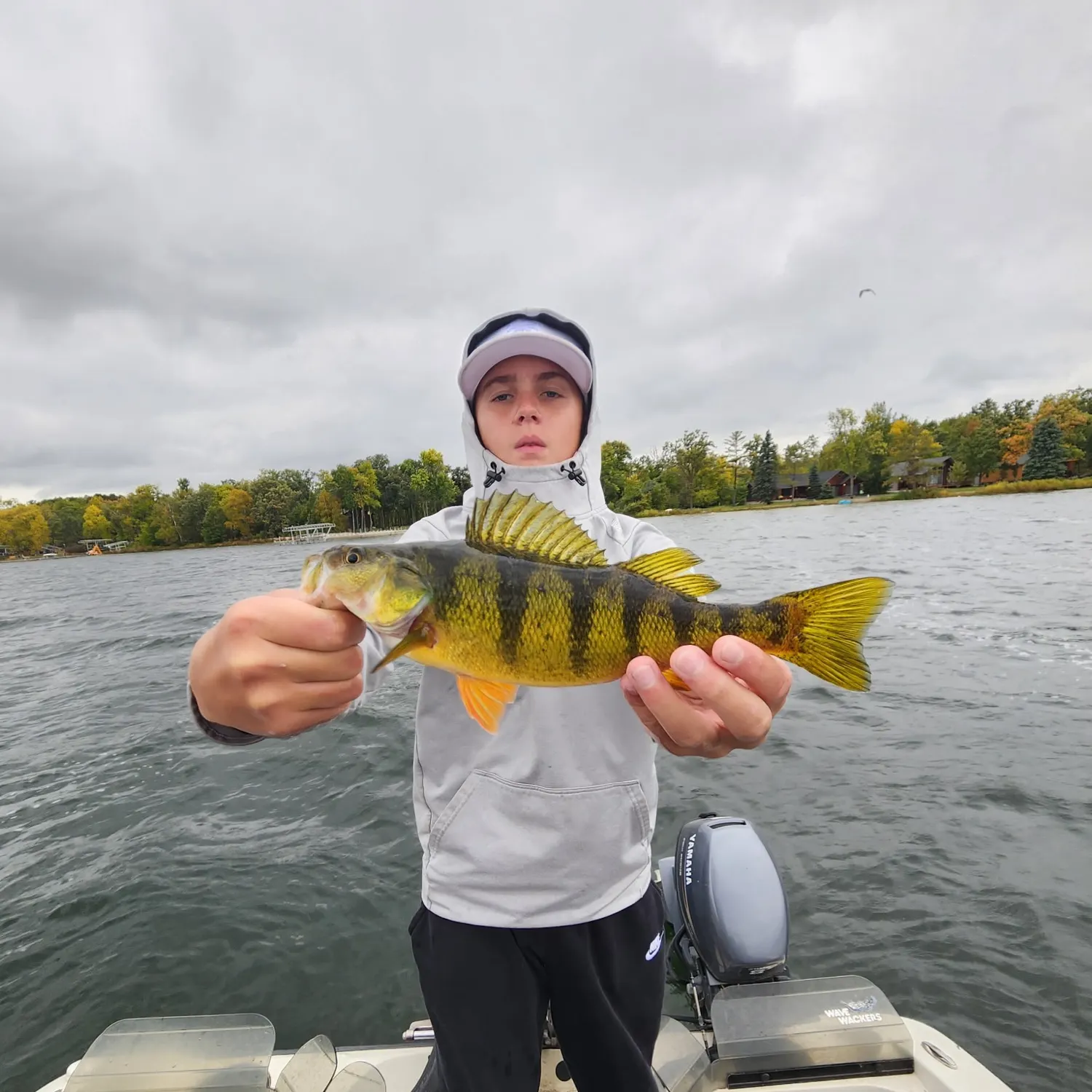 Yellow perch caught on Fishbrain
