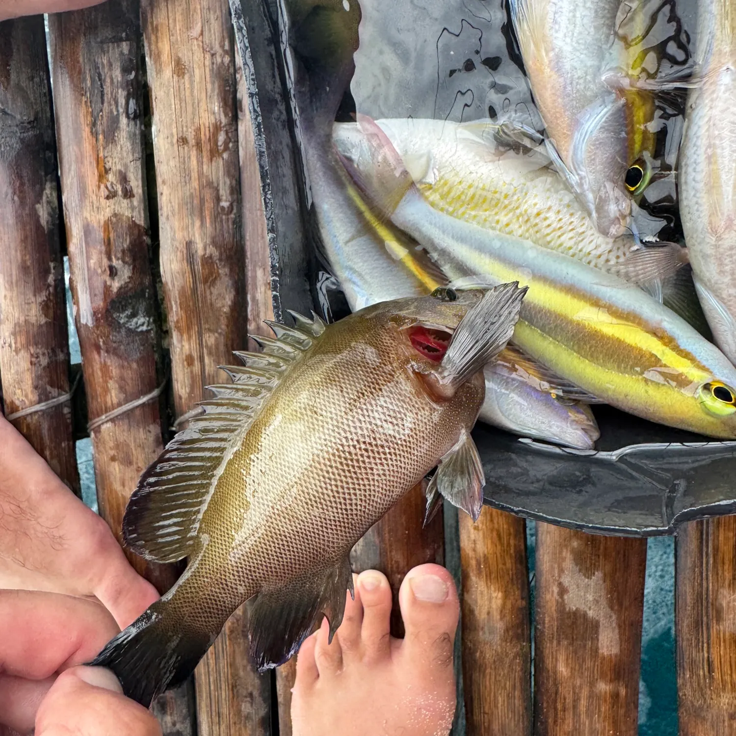 The most recent Areolate grouper catches on Fishbrain