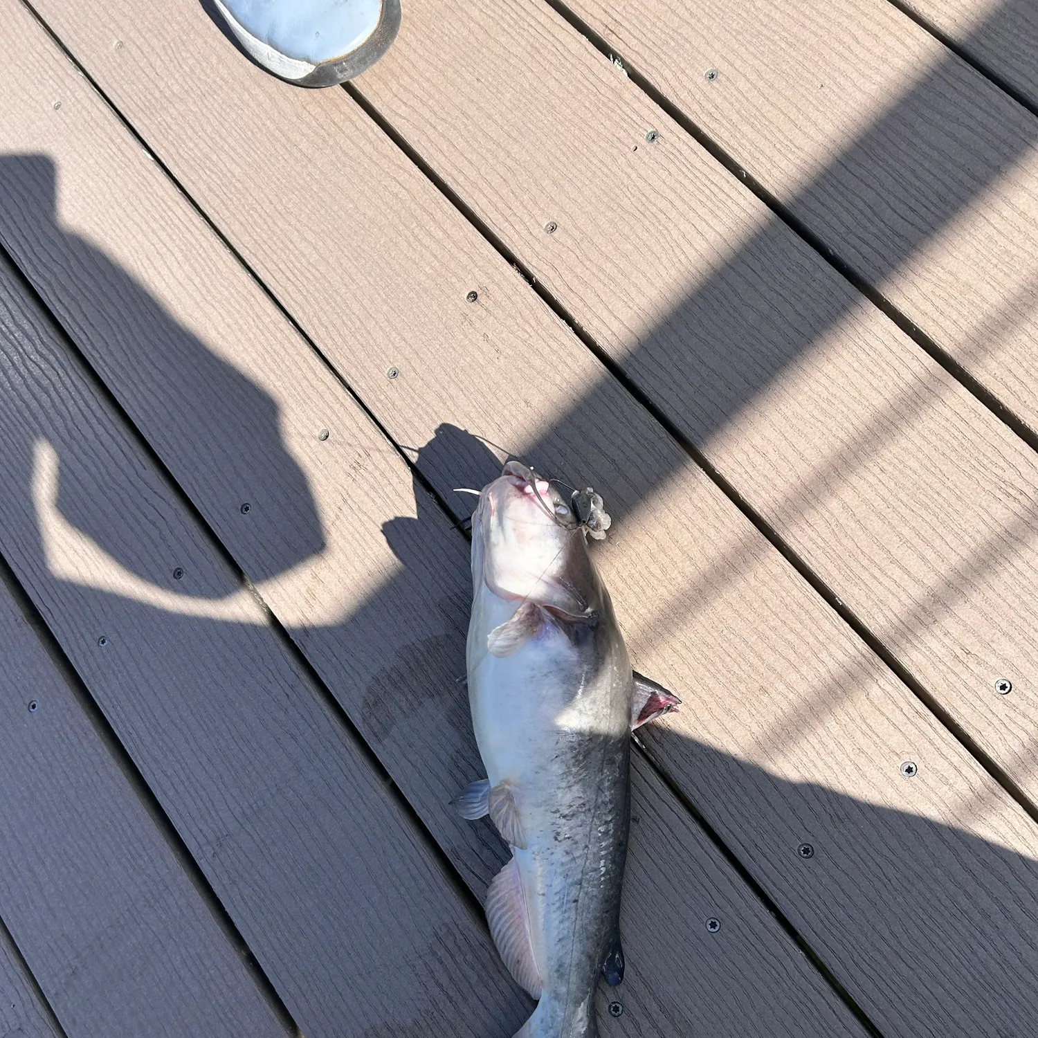 White bullhead caught on Fishbrain