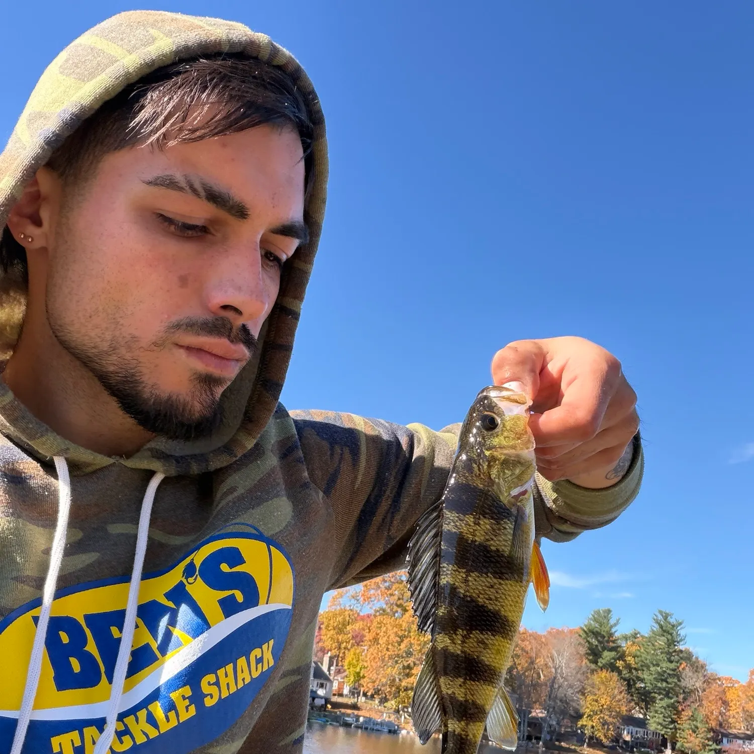 Yellow perch caught on Fishbrain