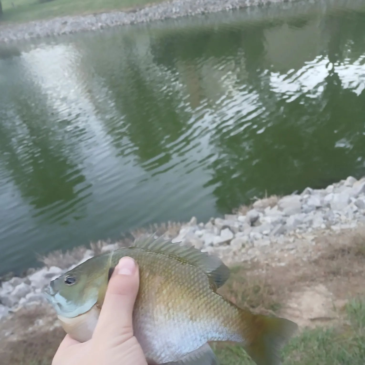 Bluegill caught on Fishbrain