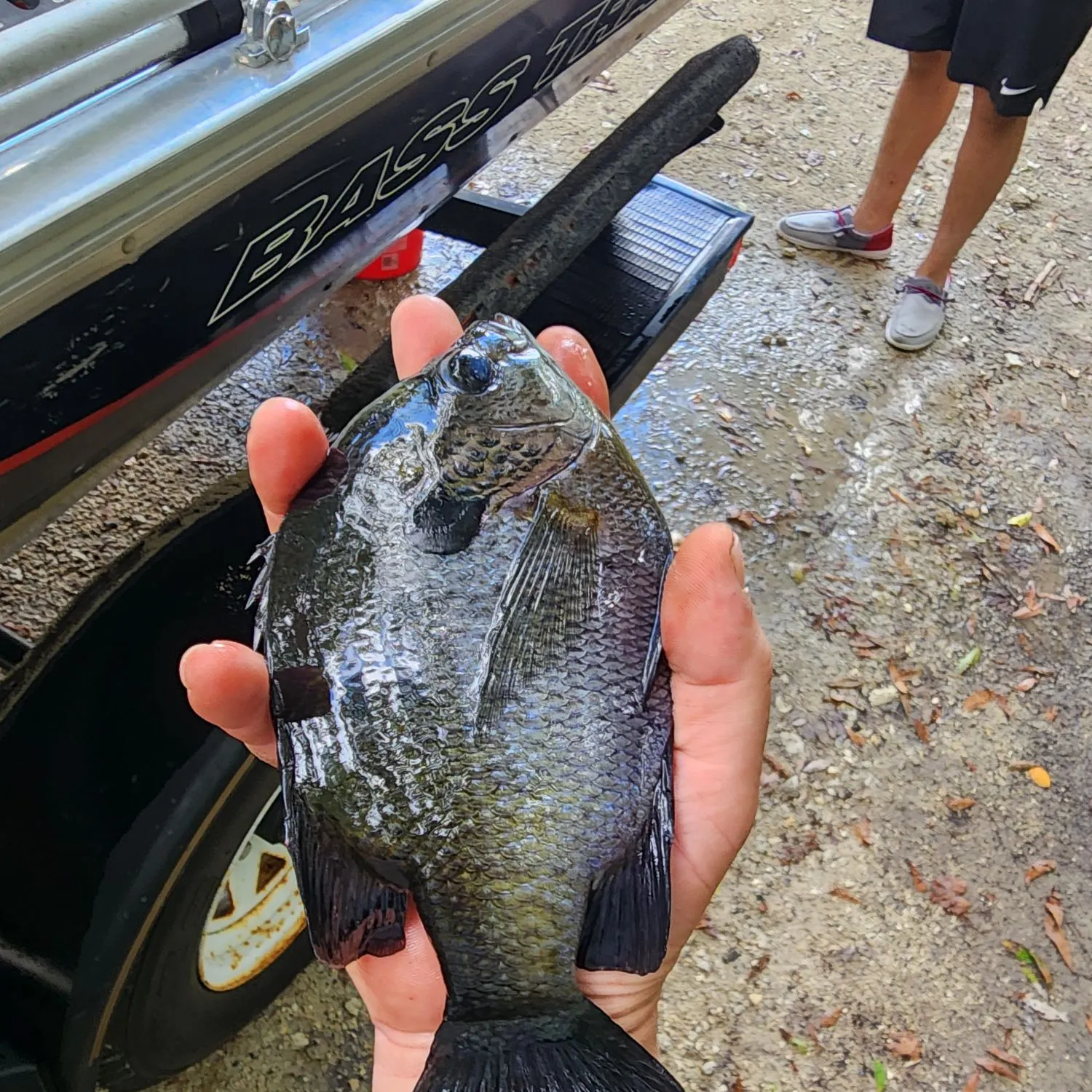 Coppernose bluegill caught on Fishbrain