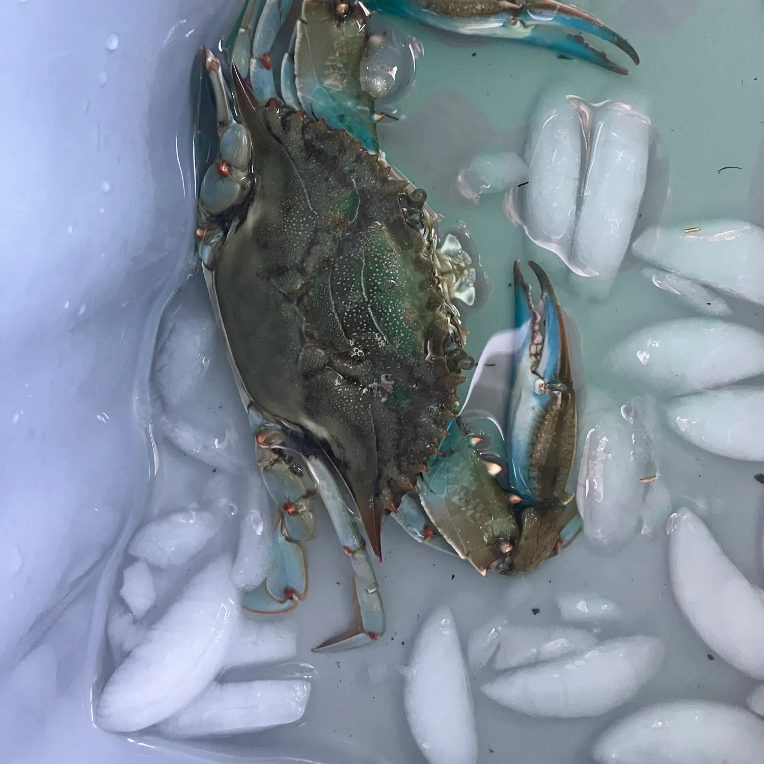 The most recent Blue swimmer crab catches on Fishbrain