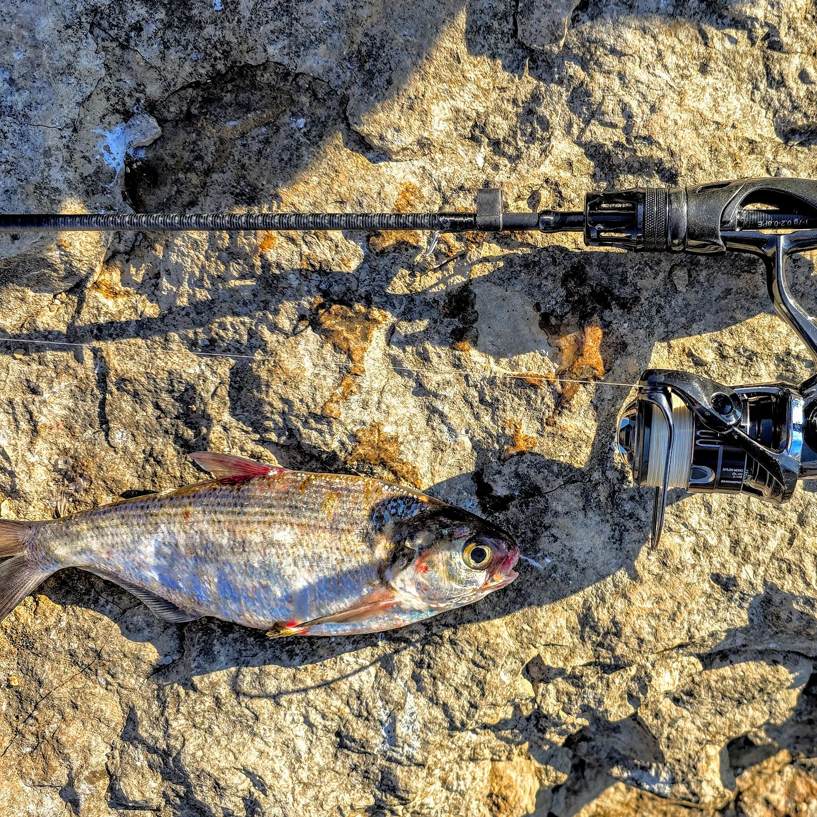 The most recent Threadfin shad catches on Fishbrain