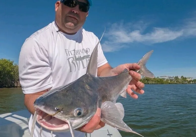 Gafftopsail sea catfish