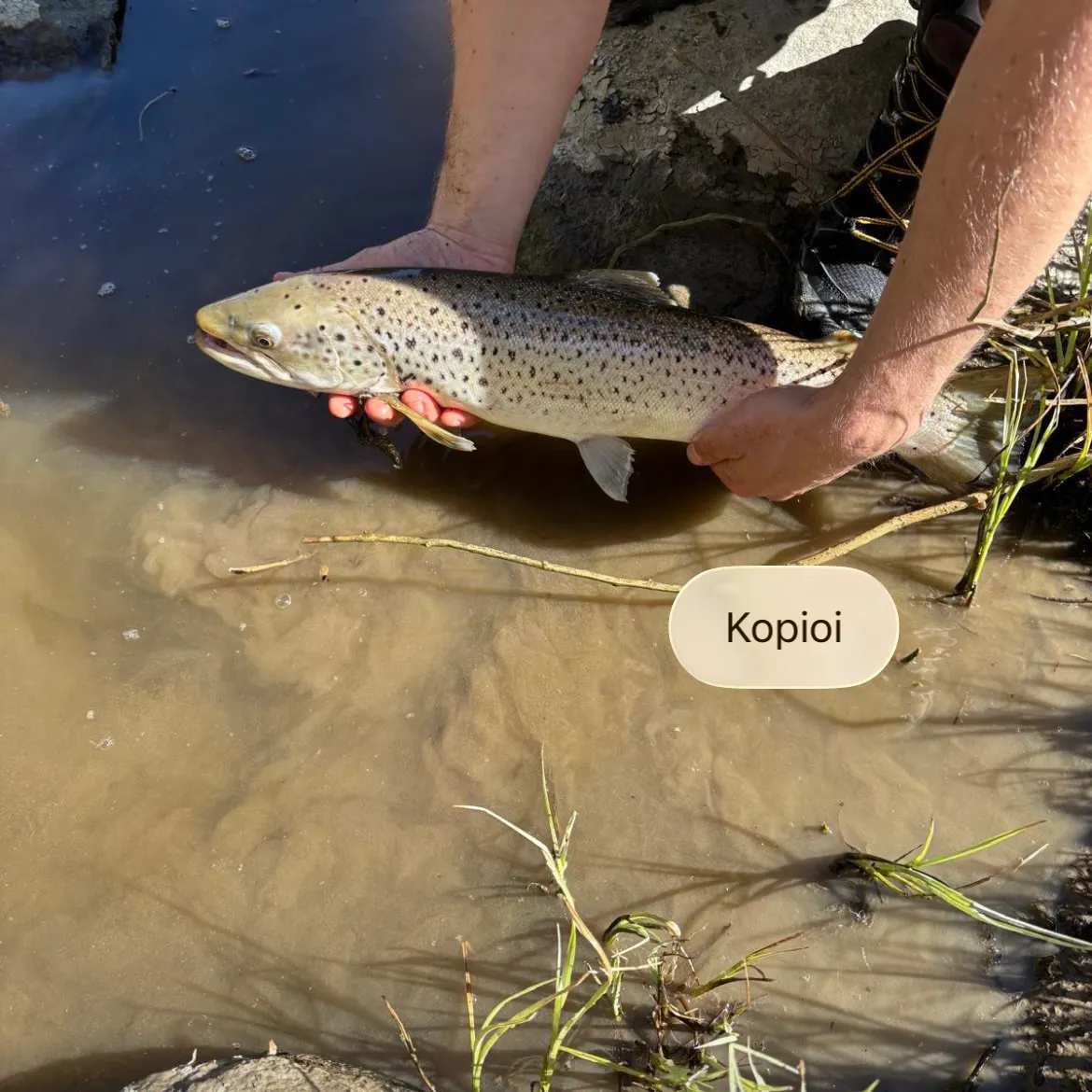 Brown trout caught on Fishbrain