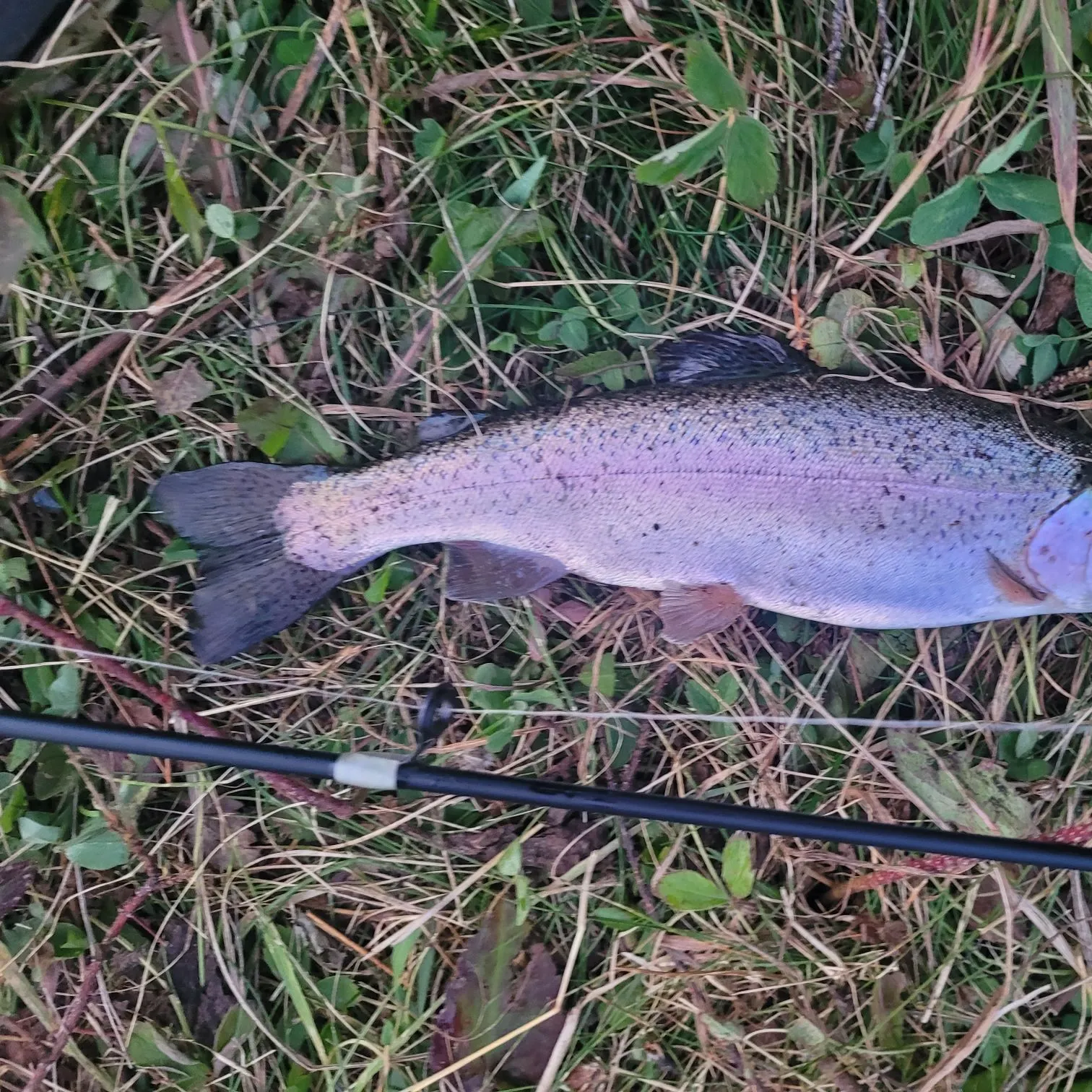 Rainbow trout caught on Fishbrain