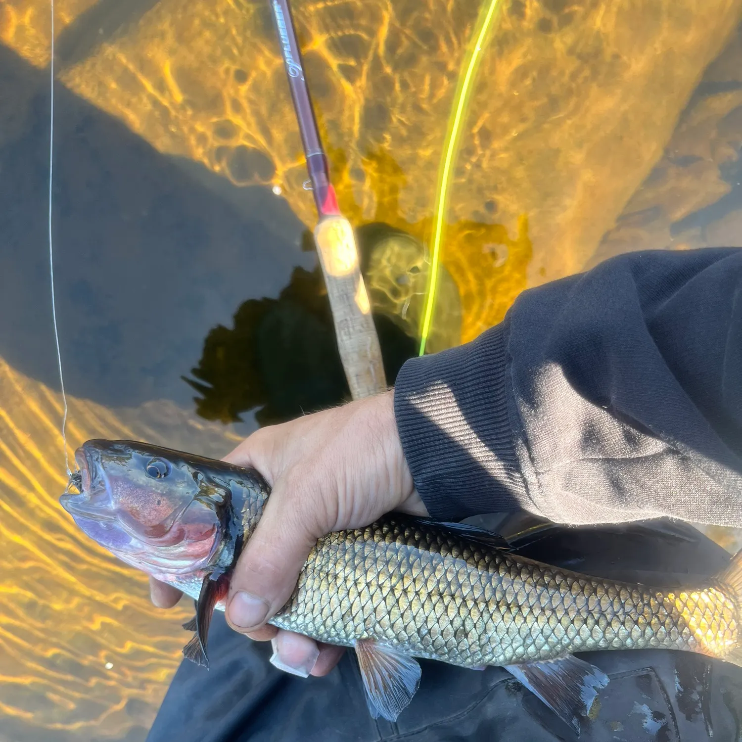 Fallfish caught on Fishbrain