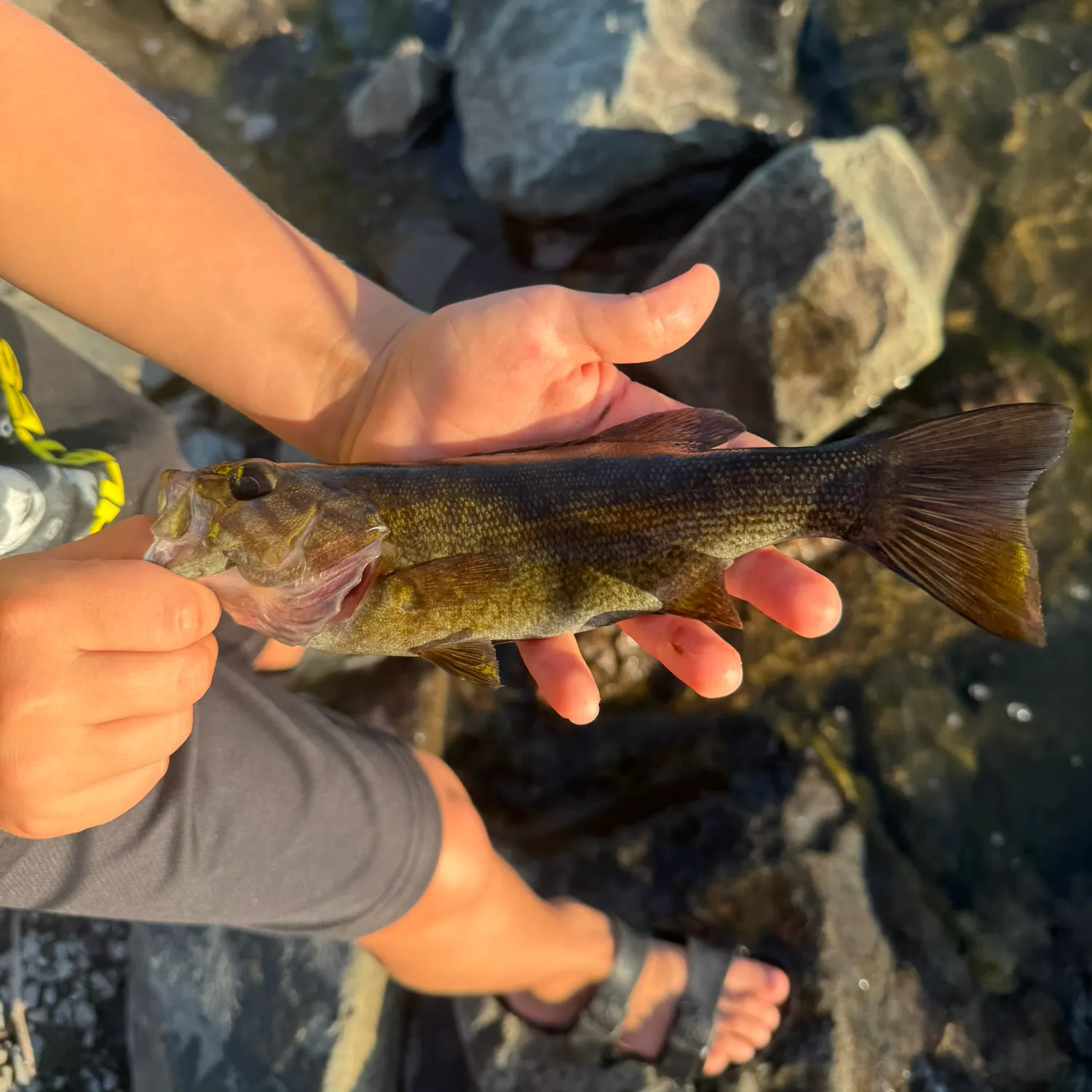 Smallmouth bass caught on Fishbrain