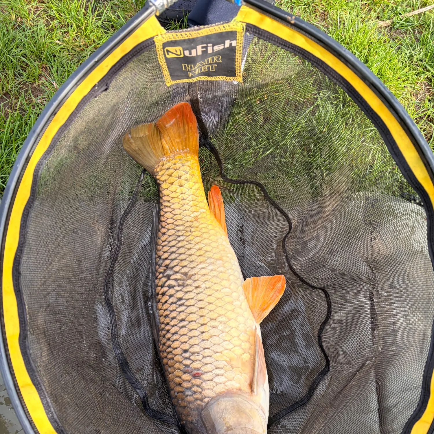 Common carp caught on Fishbrain