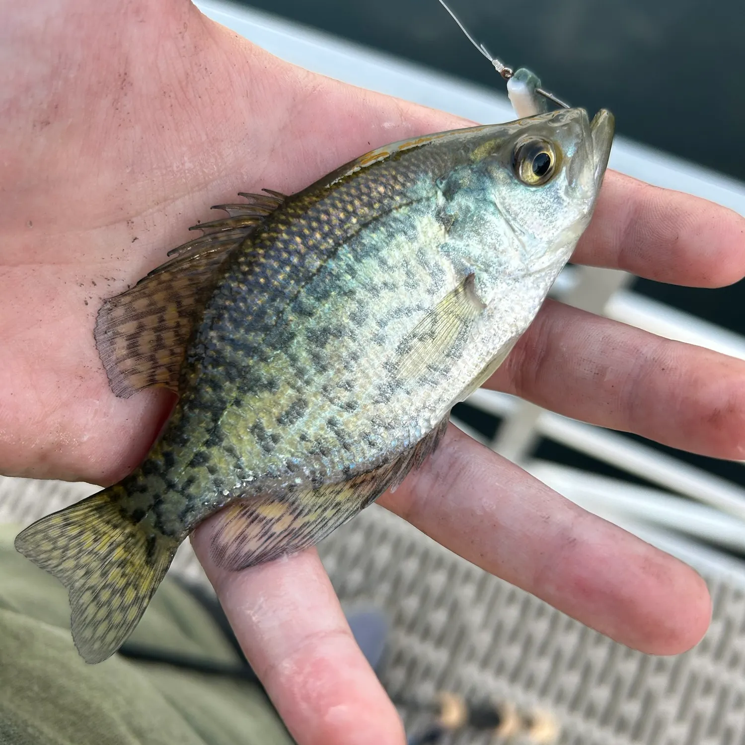 White crappie caught on Fishbrain