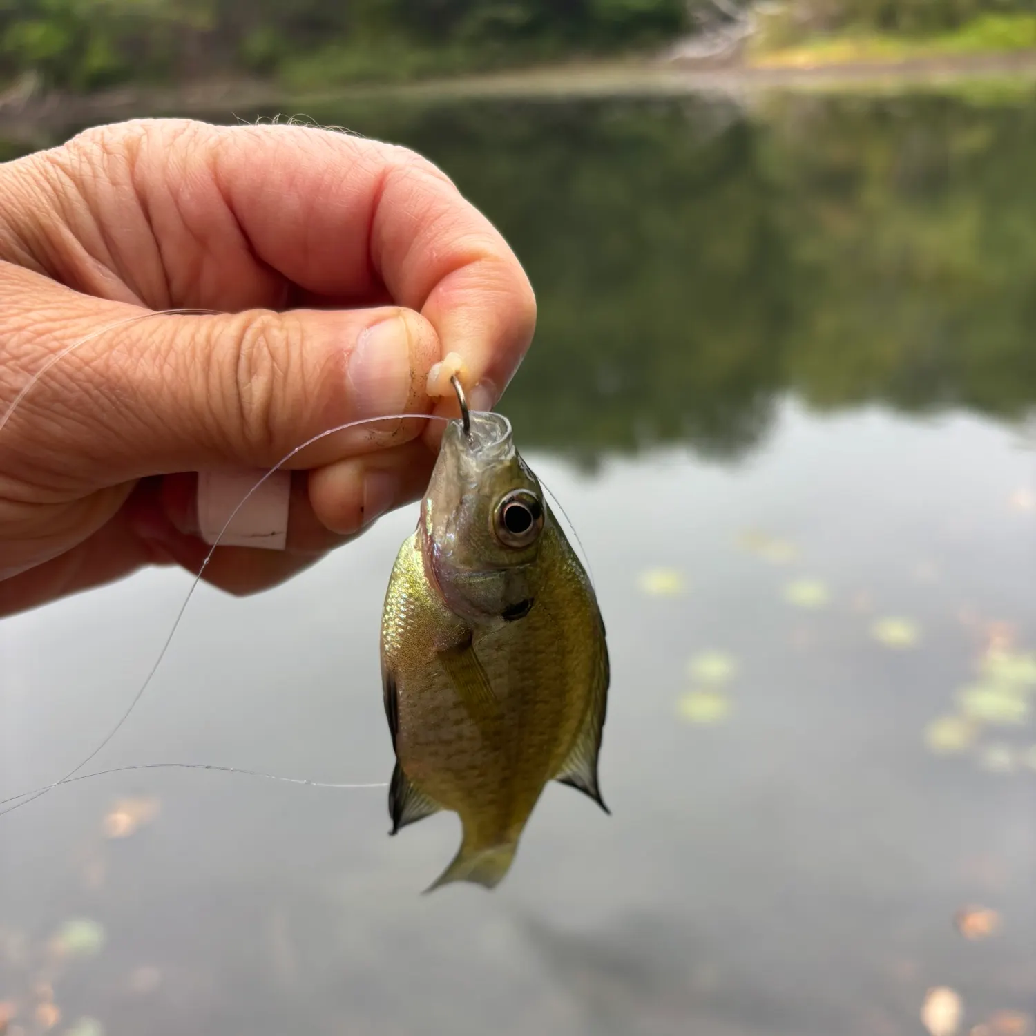Bluegill caught on Fishbrain
