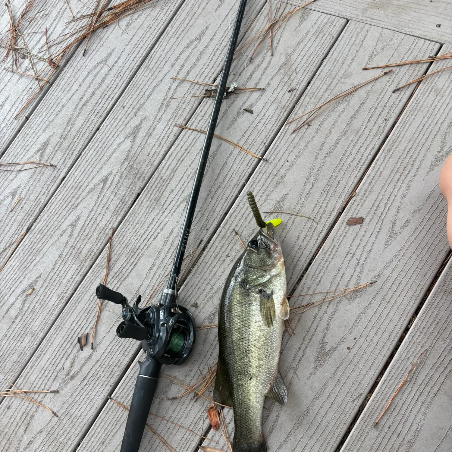 Largemouth bass caught on Fishbrain