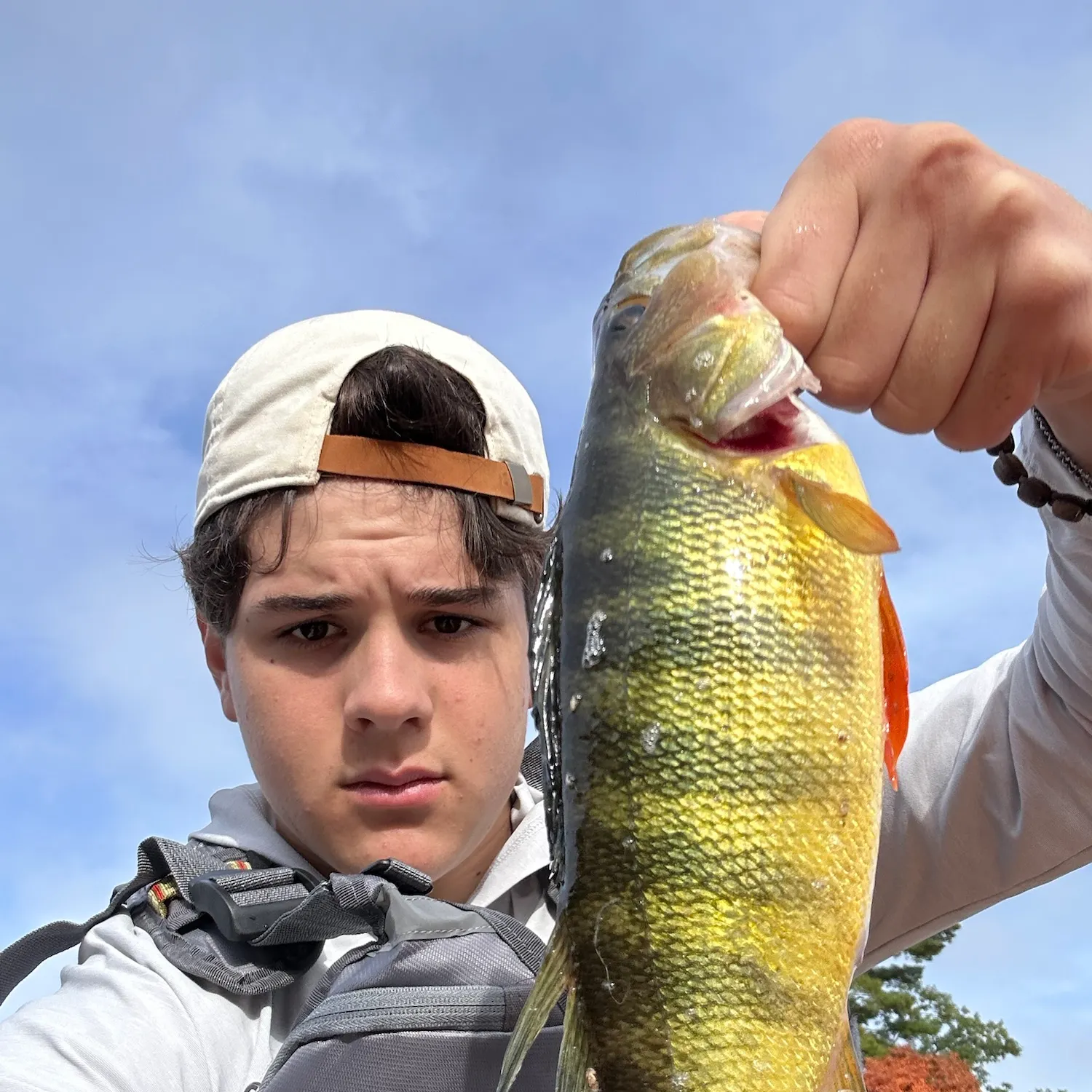 Yellow perch caught on Fishbrain