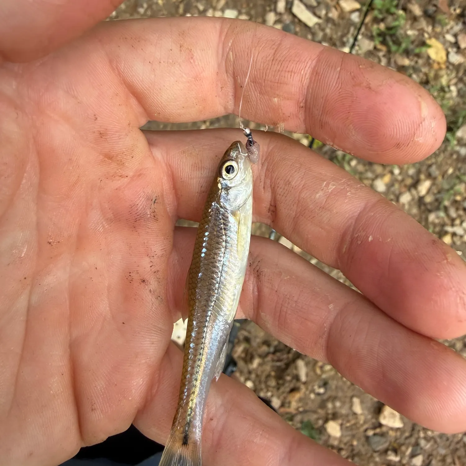 The most recent Spottail shiner catches on Fishbrain
