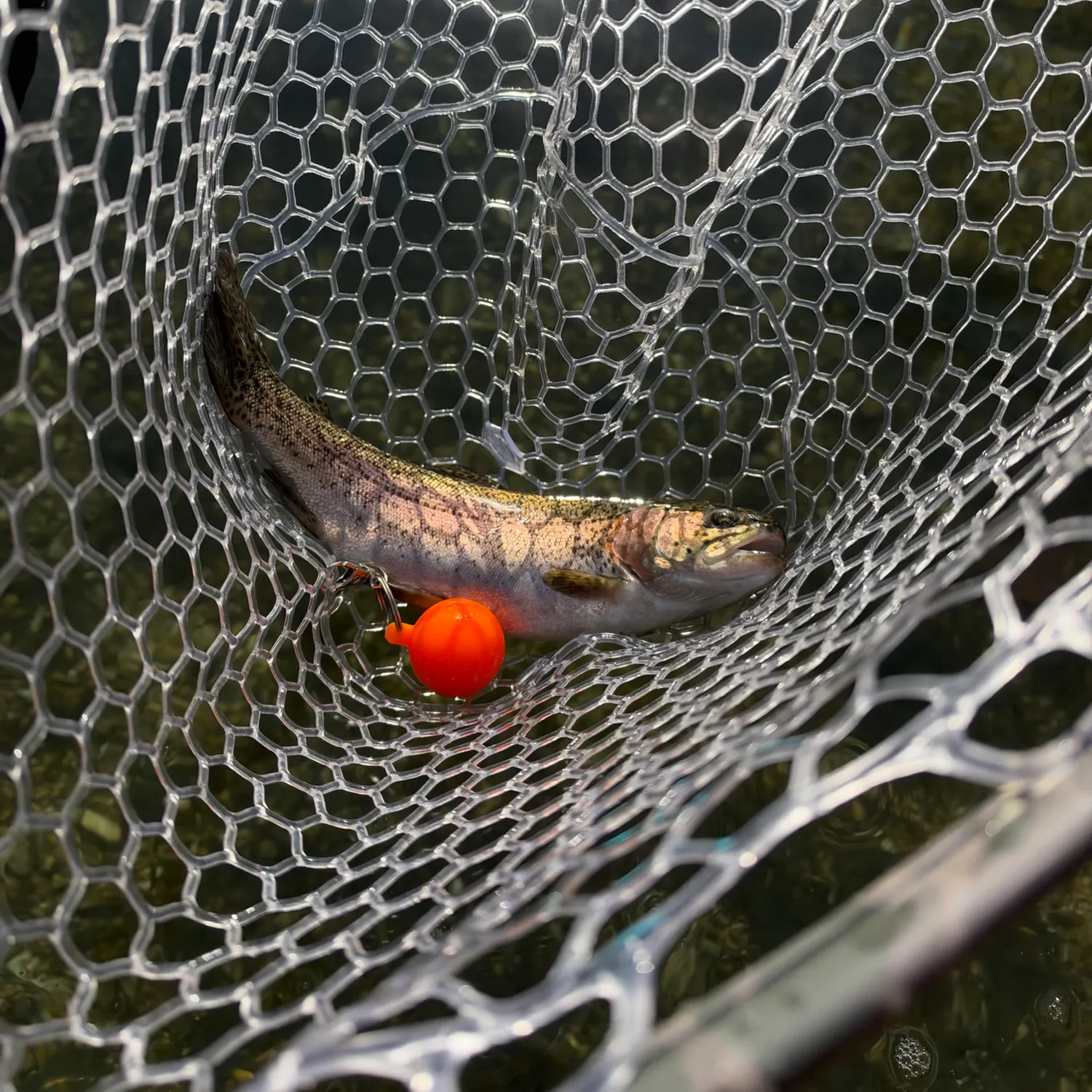 Rainbow trout caught on Fishbrain