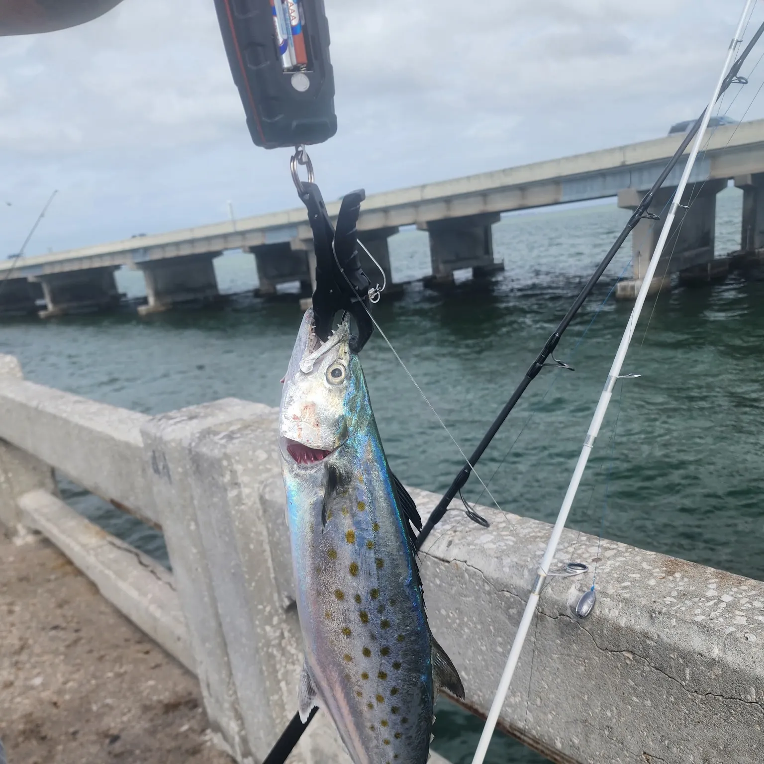 Spanish mackerel caught on Fishbrain