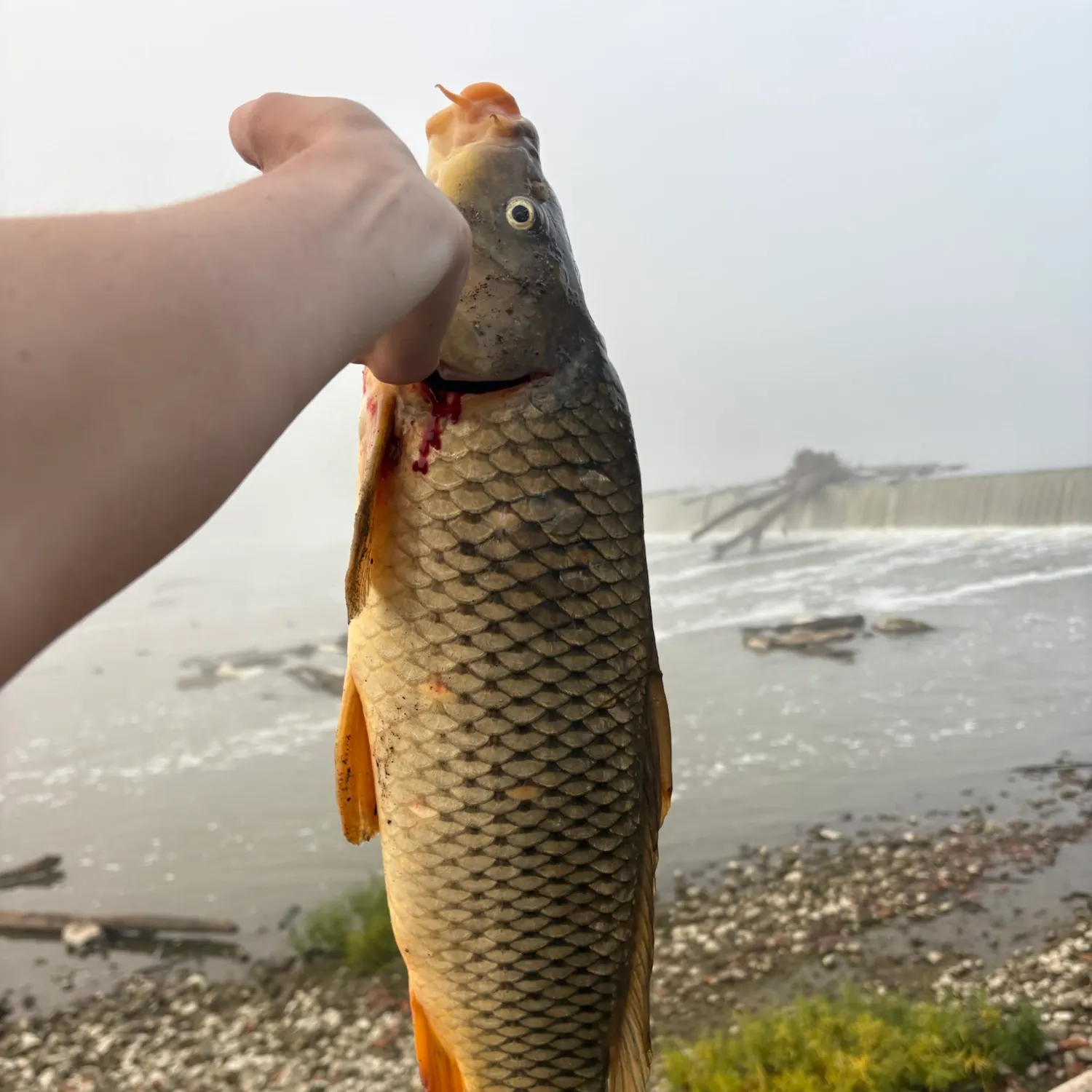 Common carp caught on Fishbrain