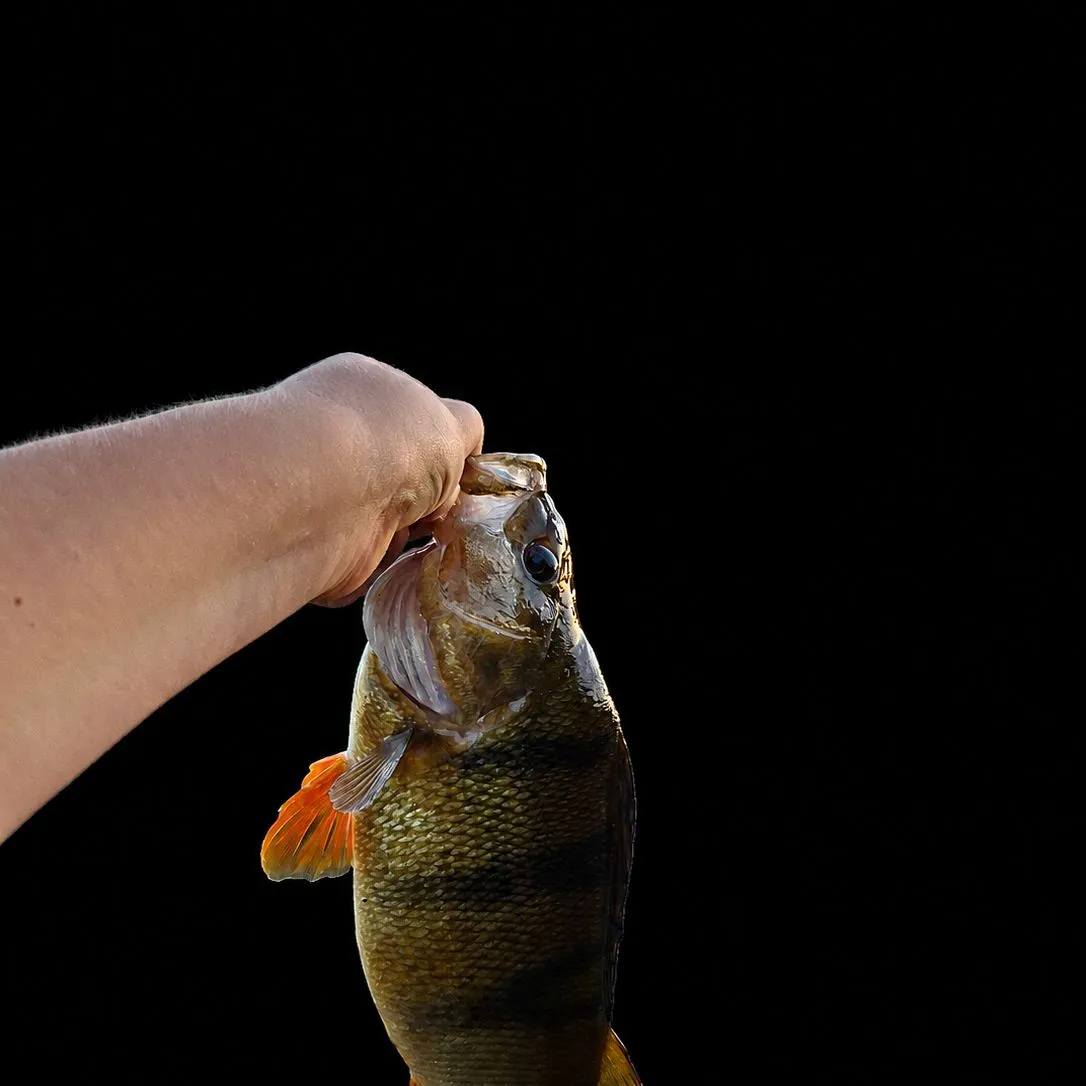 European perch caught on Fishbrain