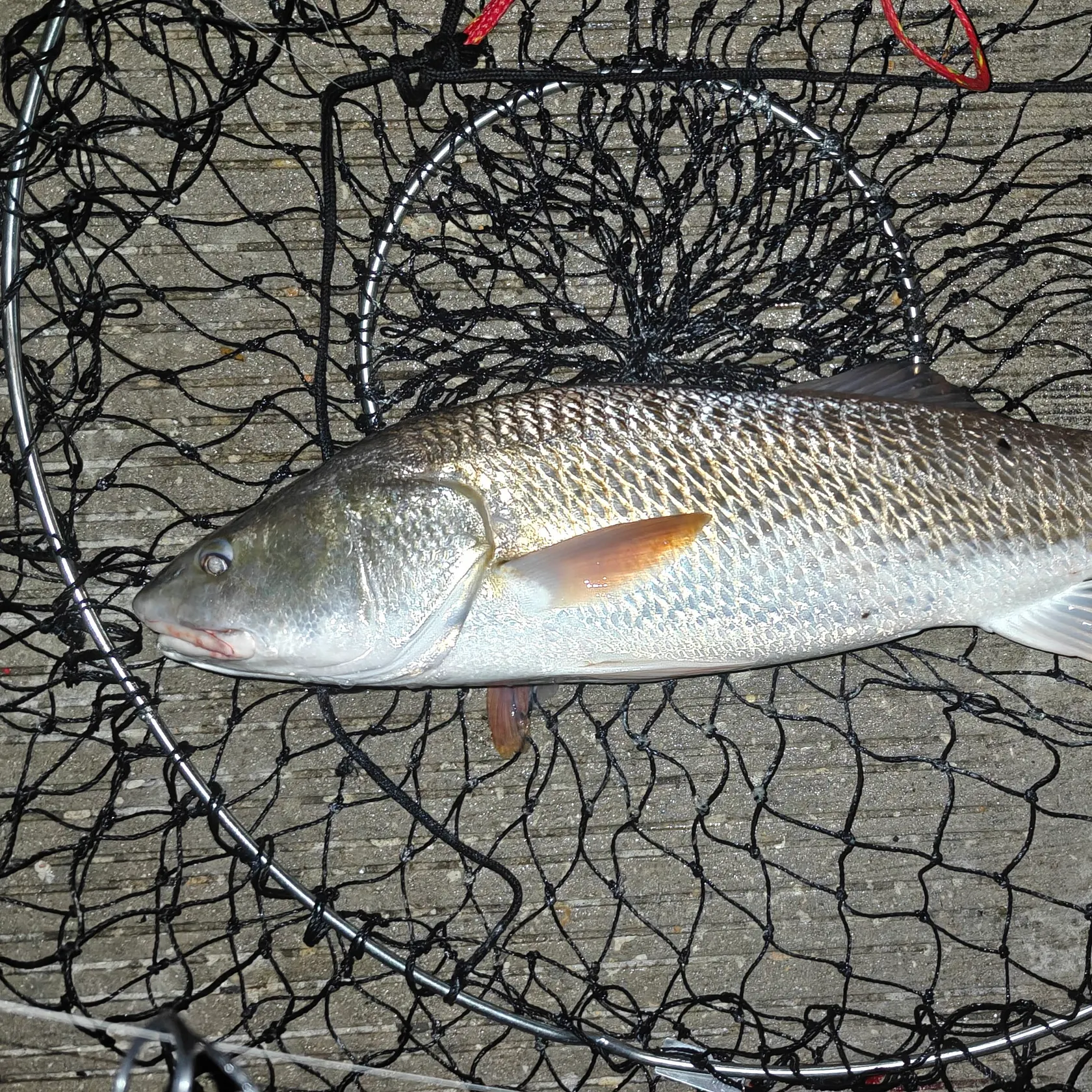 Red drum caught on Fishbrain