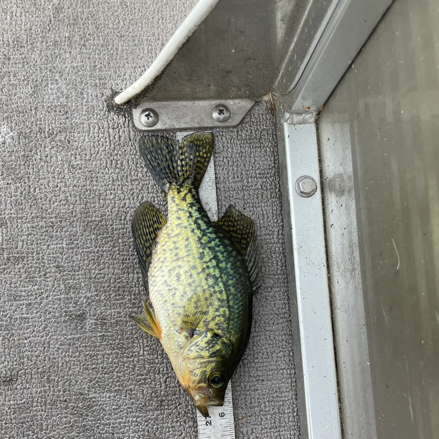 The most recent Black crappie catches on Fishbrain