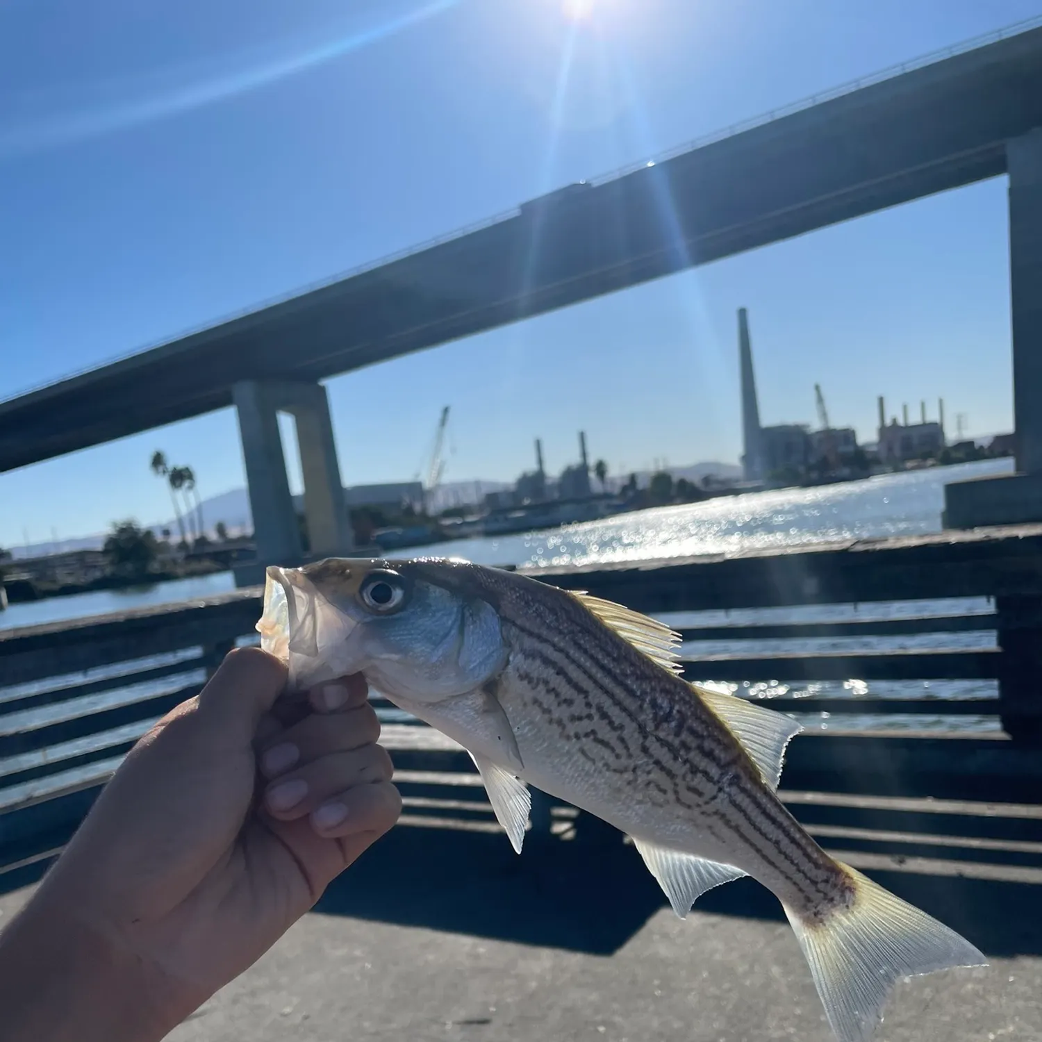 Striped bass caught on Fishbrain