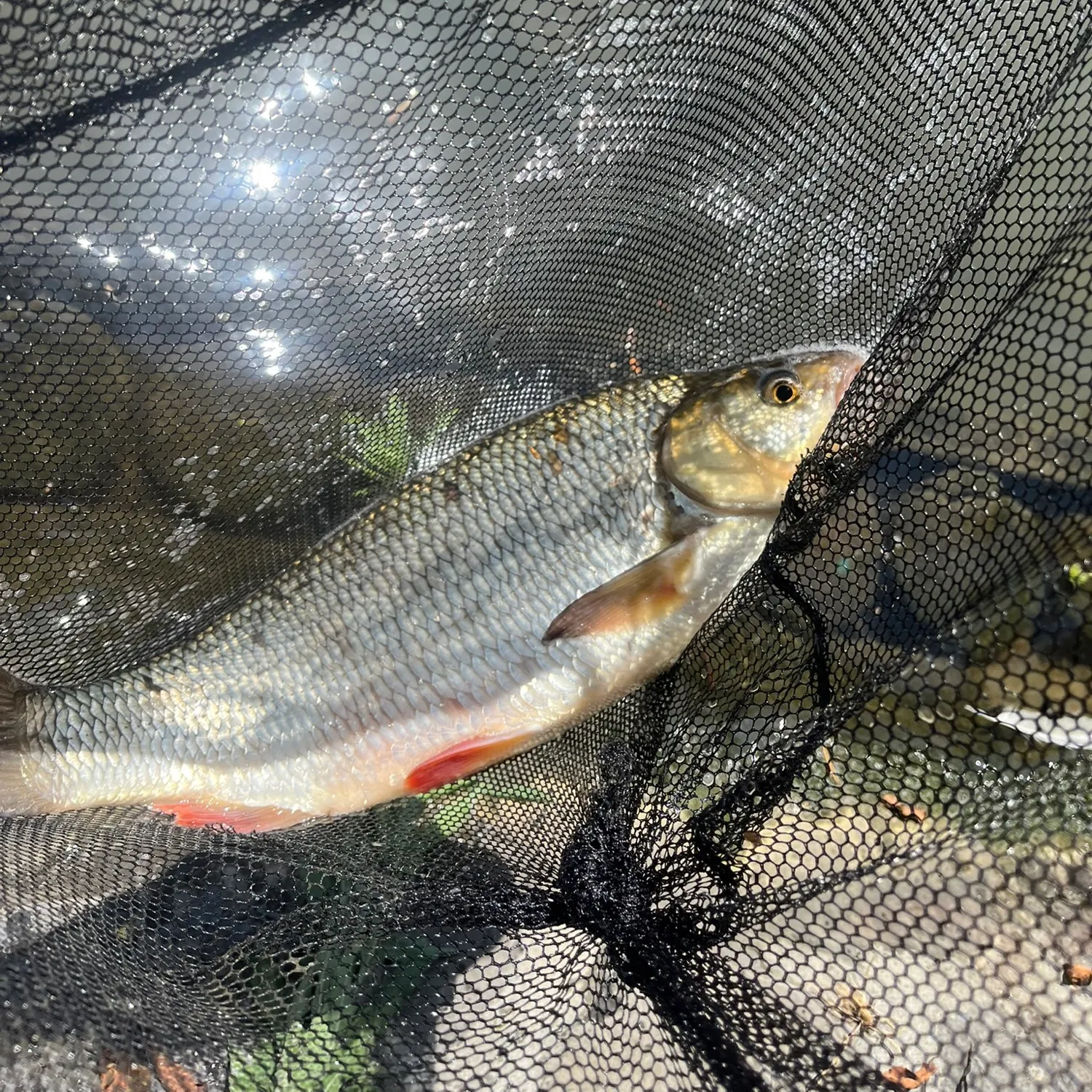 Ide caught on Fishbrain
