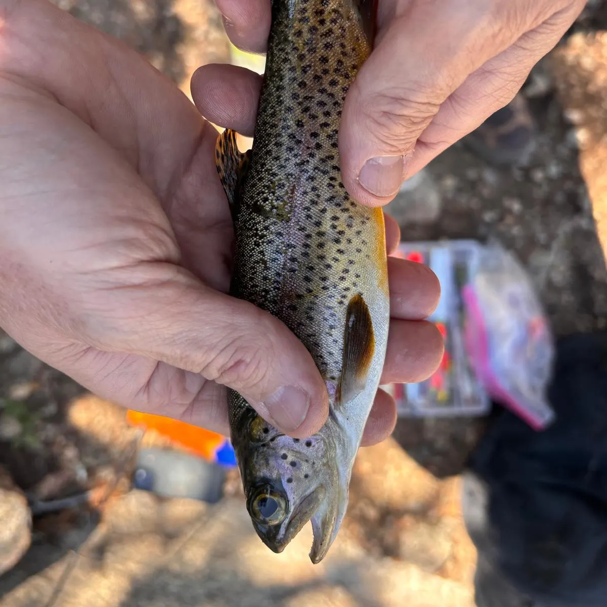 Brown trout caught on Fishbrain