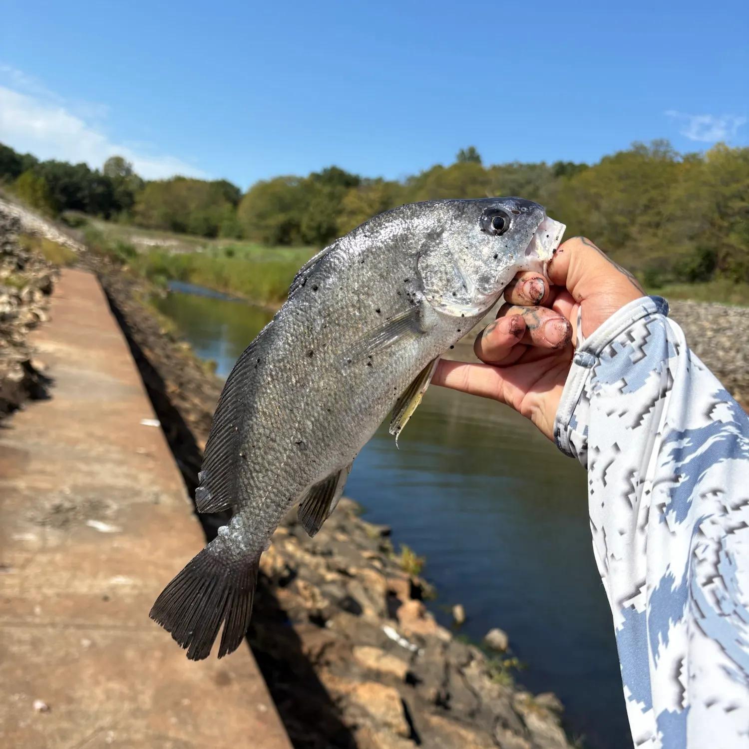 Freshwater drum caught on Fishbrain