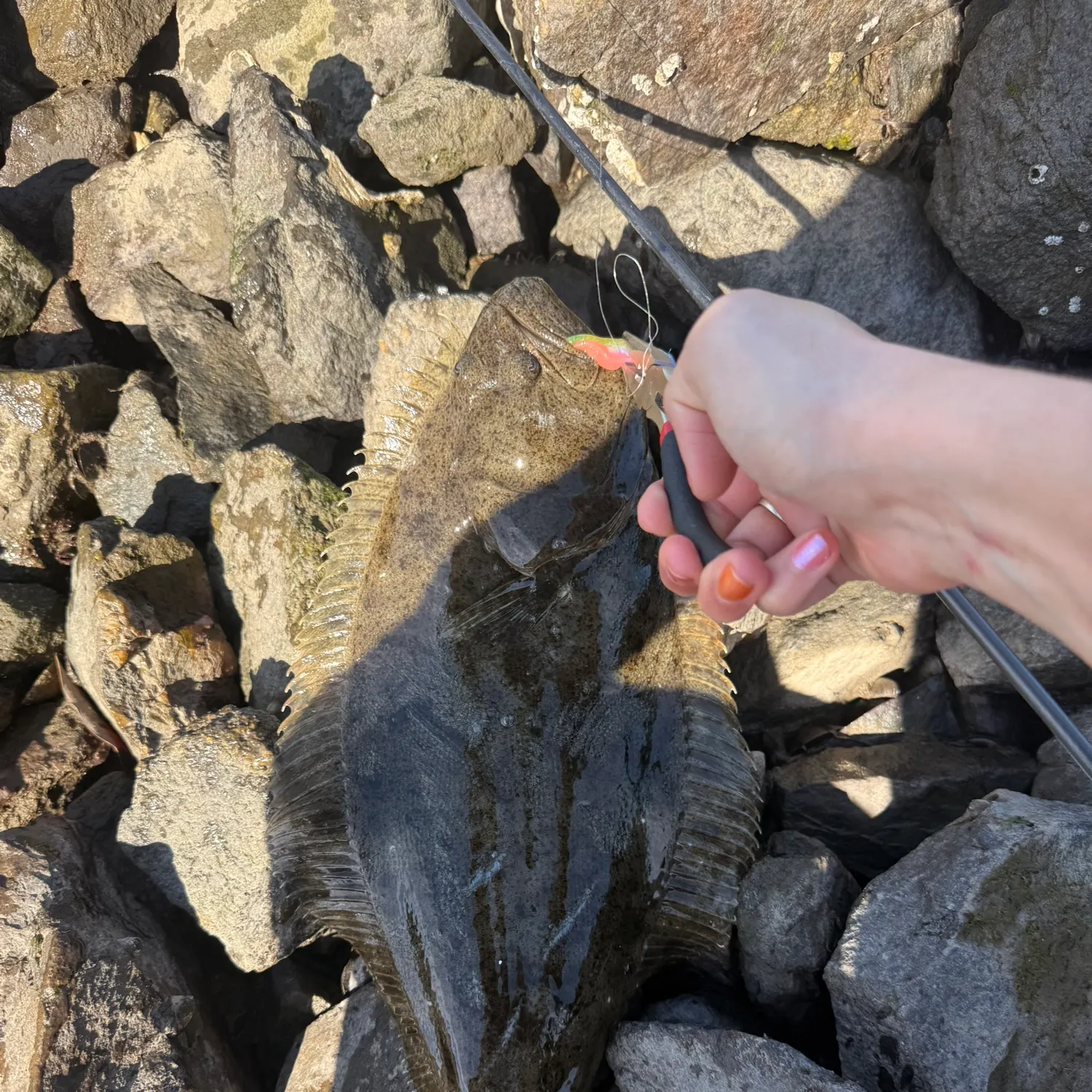 recently logged catches