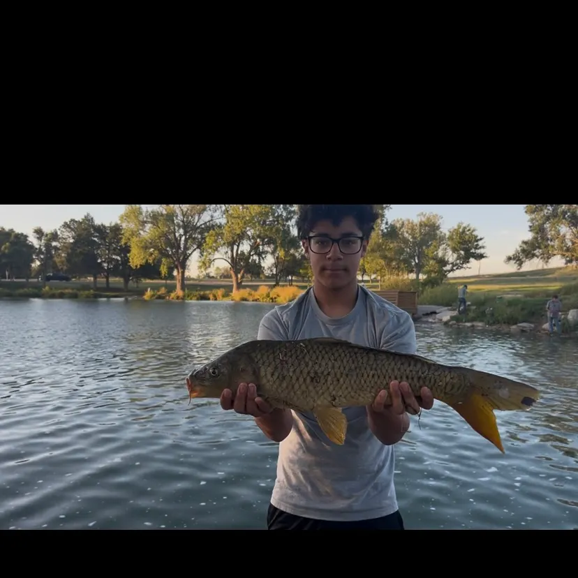 Common carp caught on Fishbrain