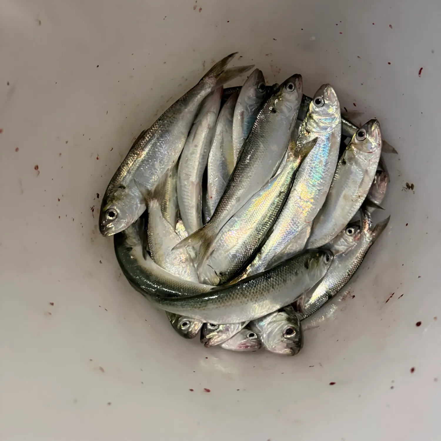 The most recent Twait shad catches on Fishbrain