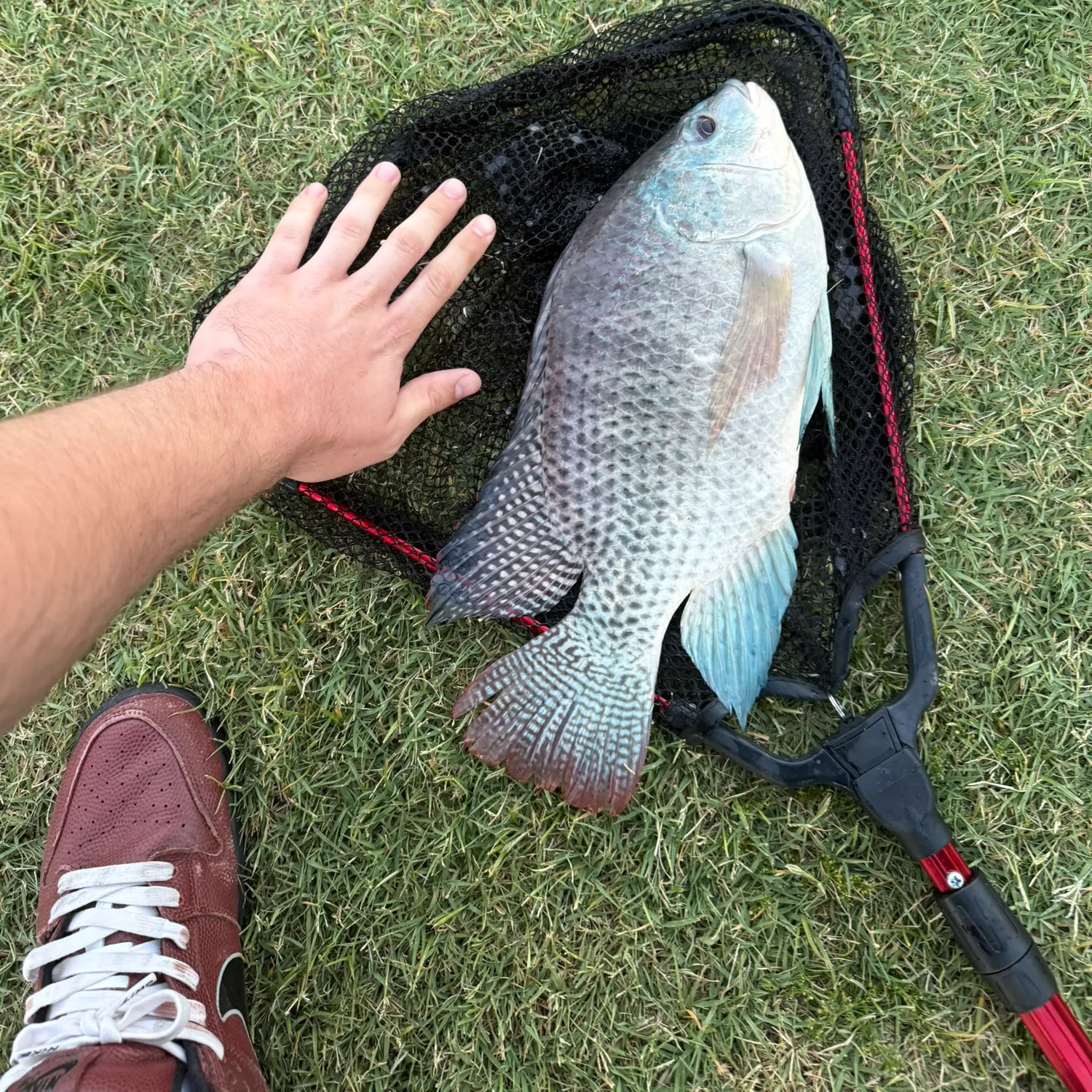 The most recent Blue tilapia catches on Fishbrain
