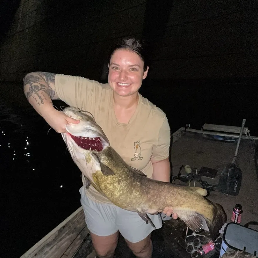 Flathead catfish caught on Fishbrain