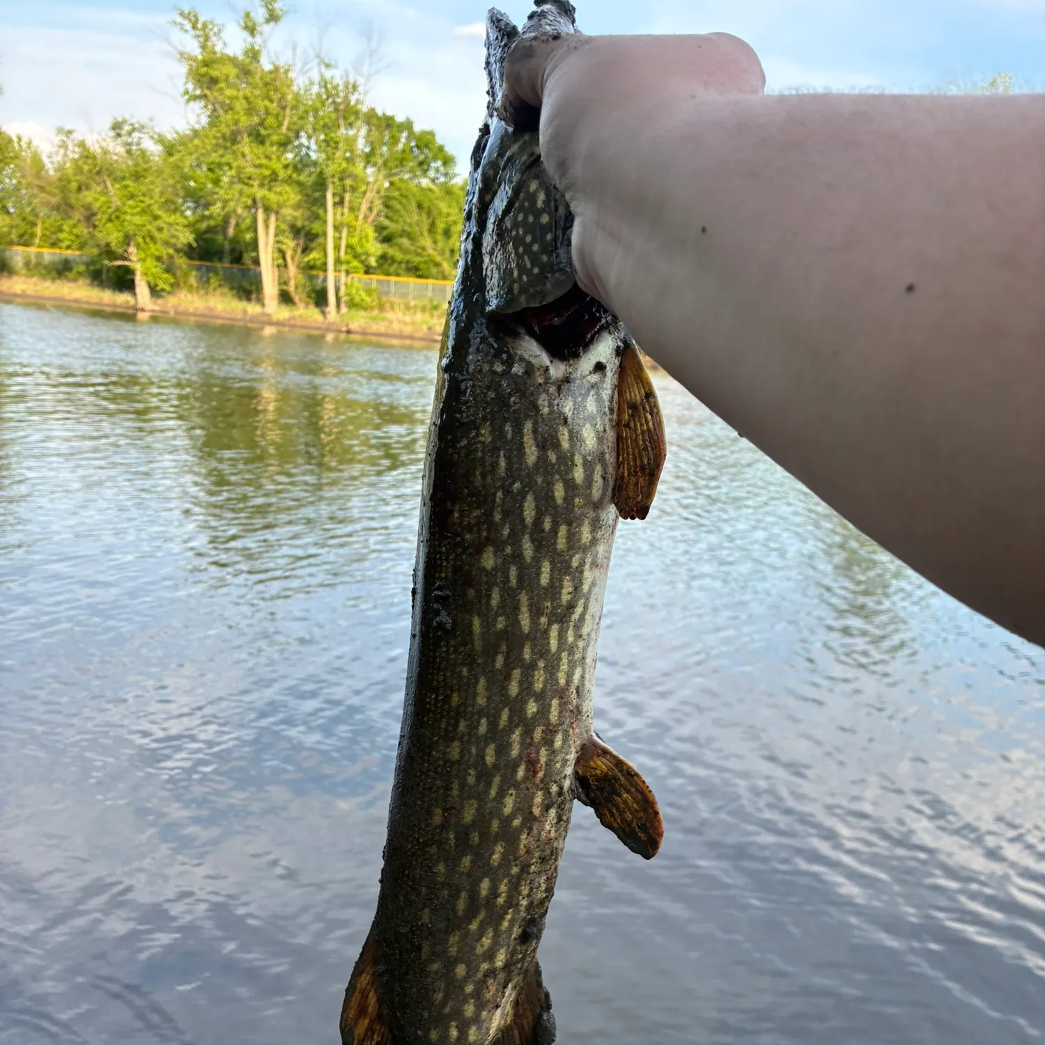 The most recent Northern pike catches on Fishbrain