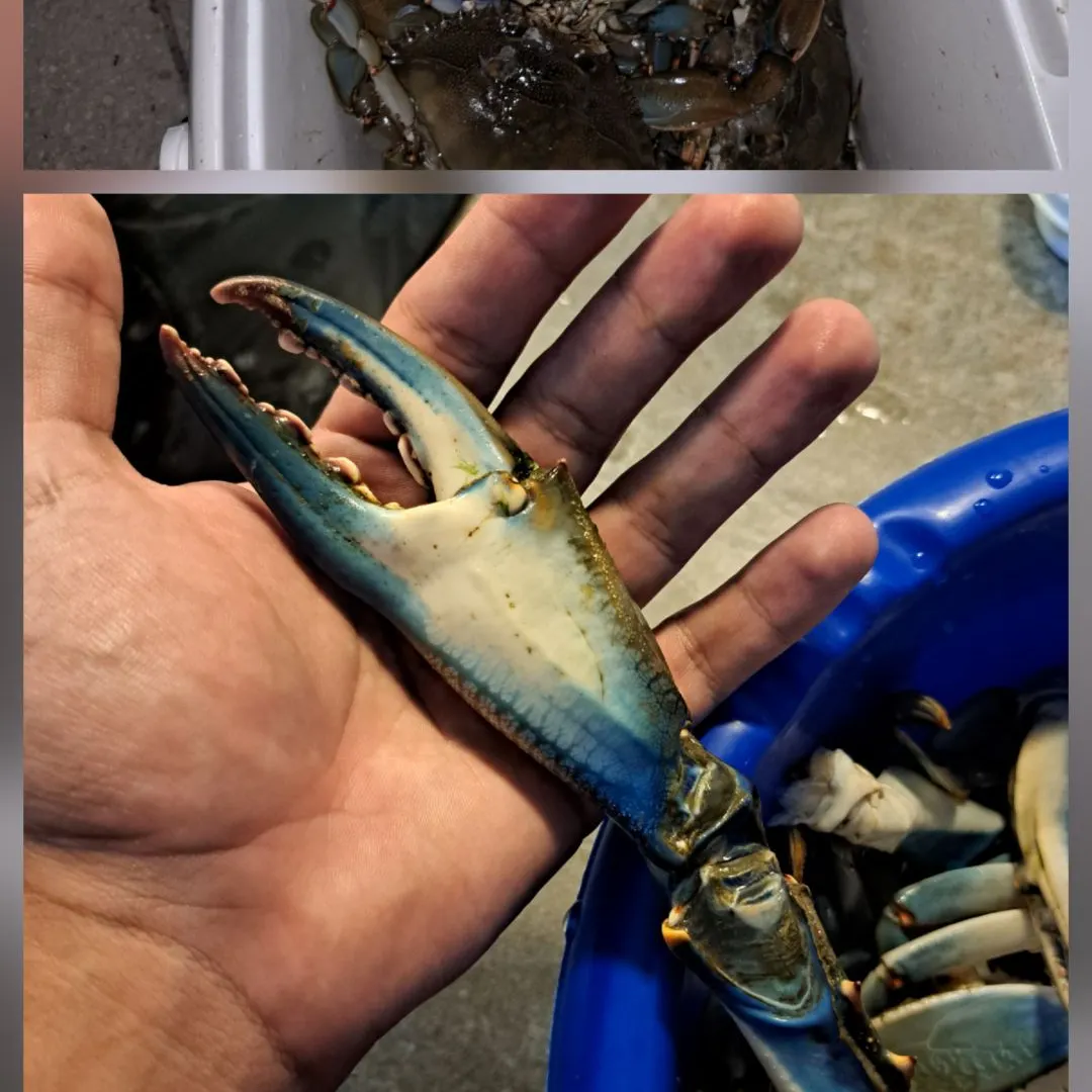 The most recent Blue crab catches on Fishbrain