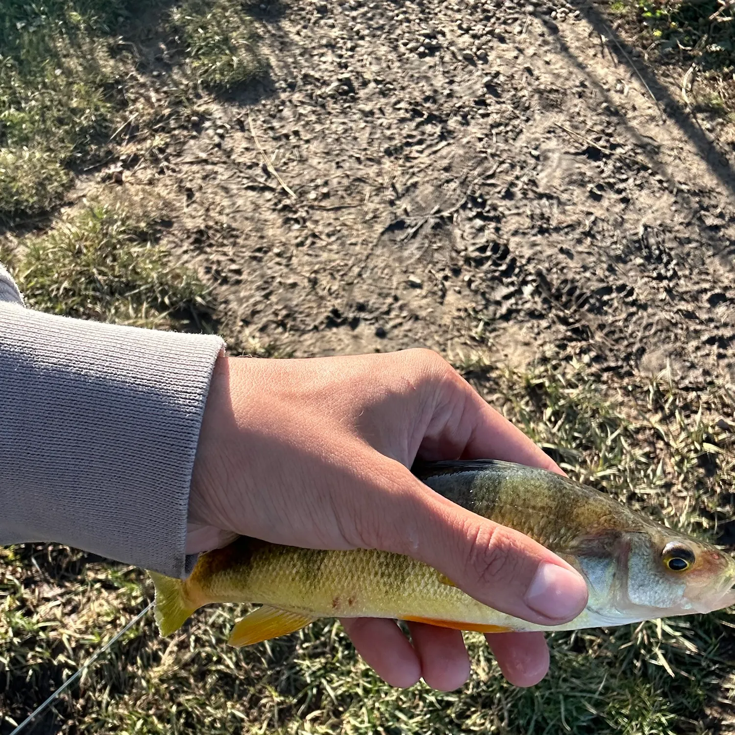 Yellow perch caught on Fishbrain