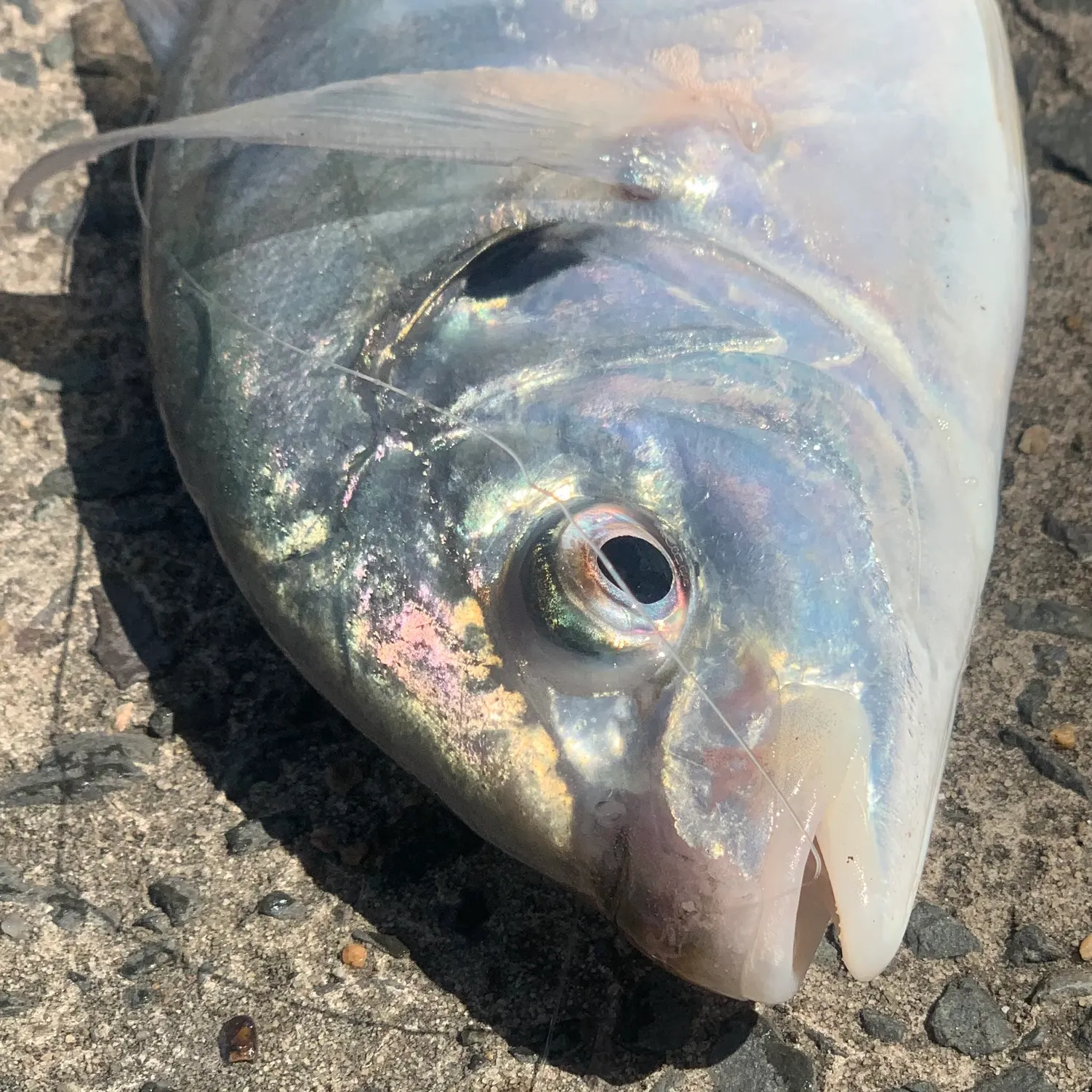 The most recent White trevally catches on Fishbrain