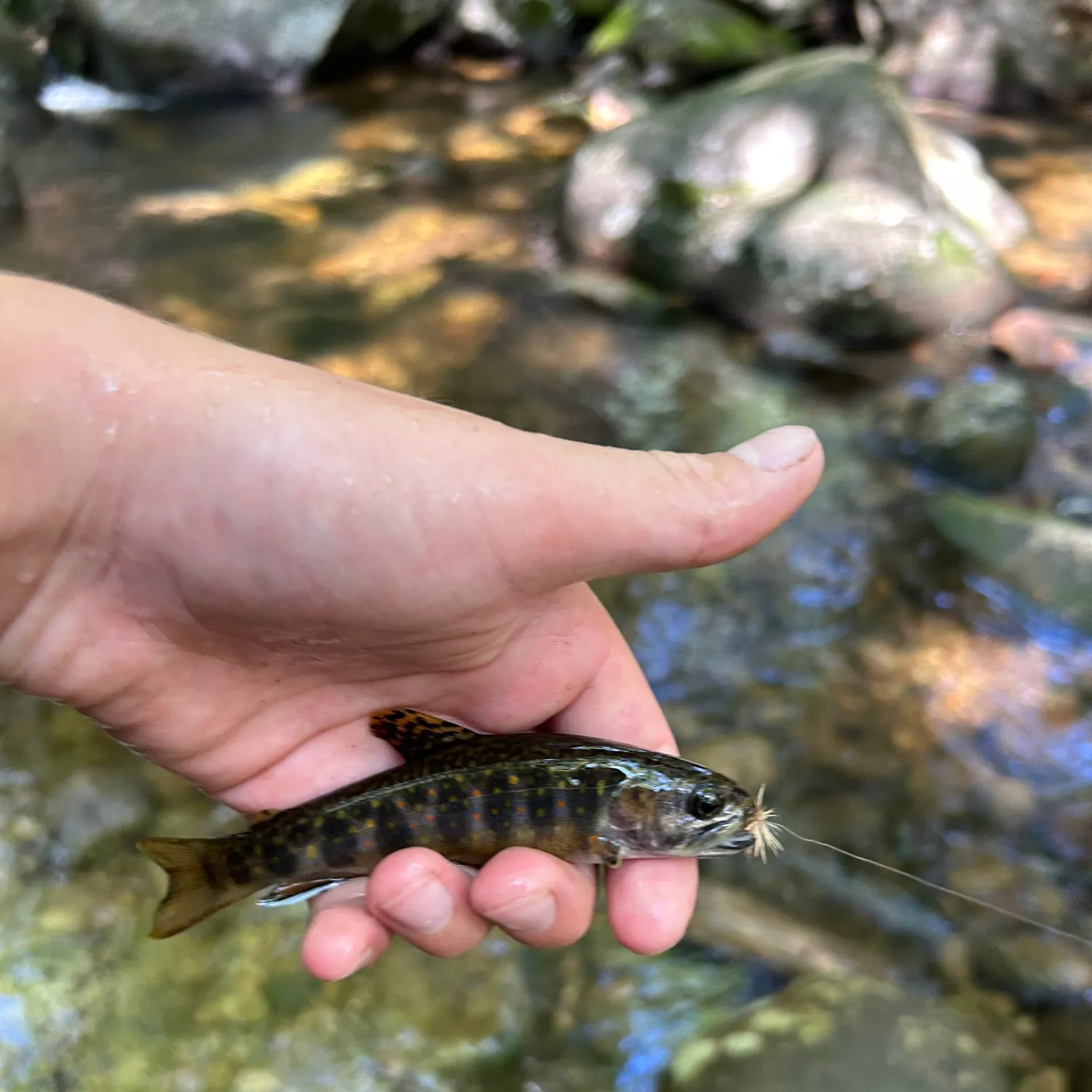 Brook trout caught on Fishbrain