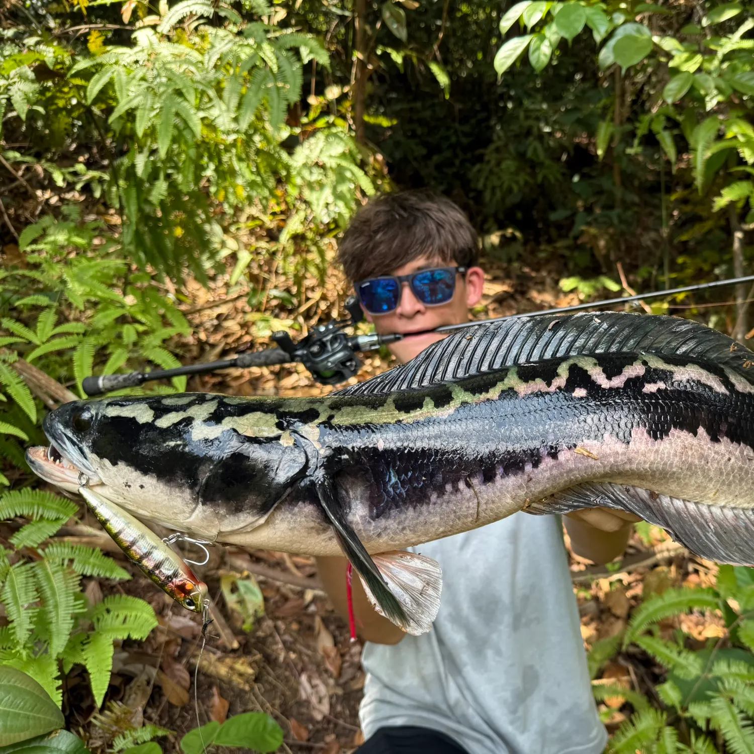The most recent Indonesian snakehead catches on Fishbrain