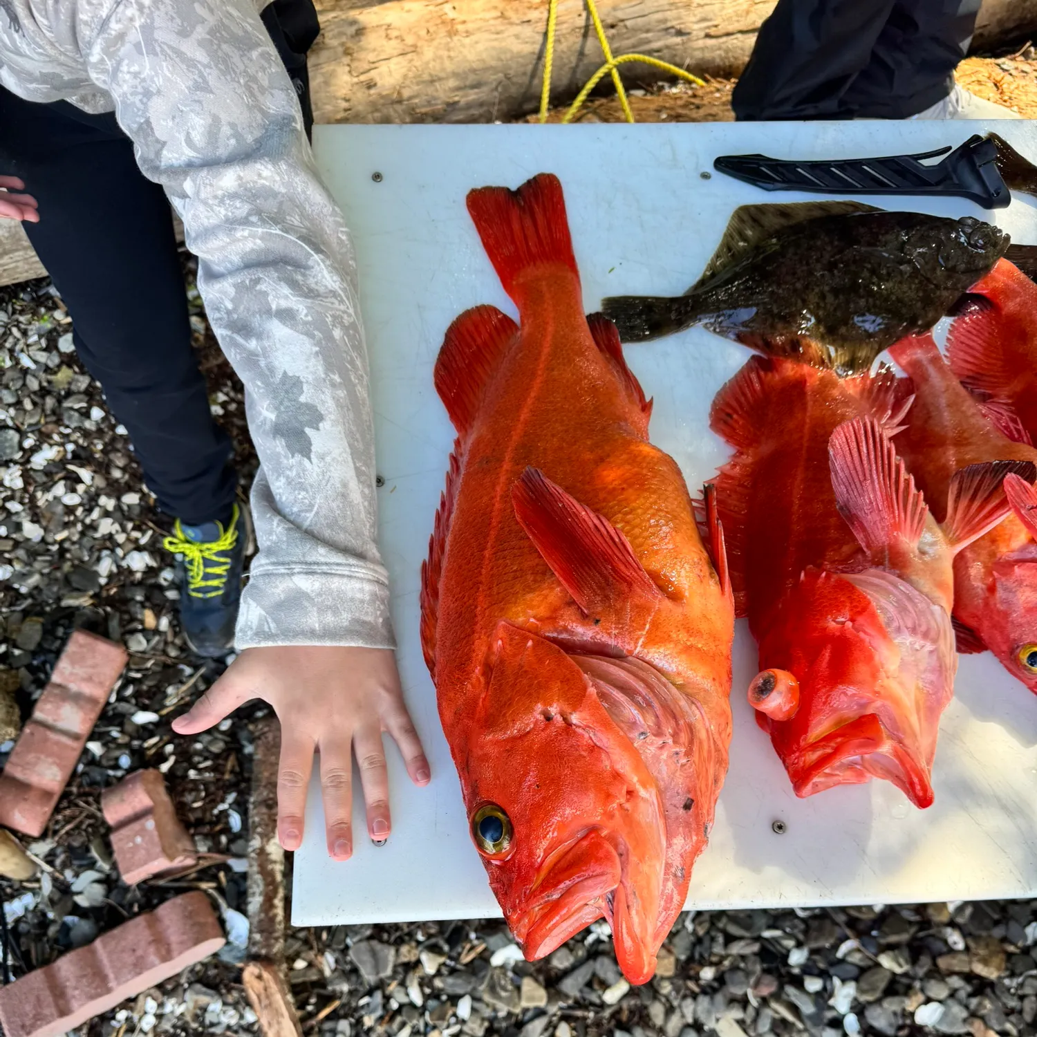 recently logged catches