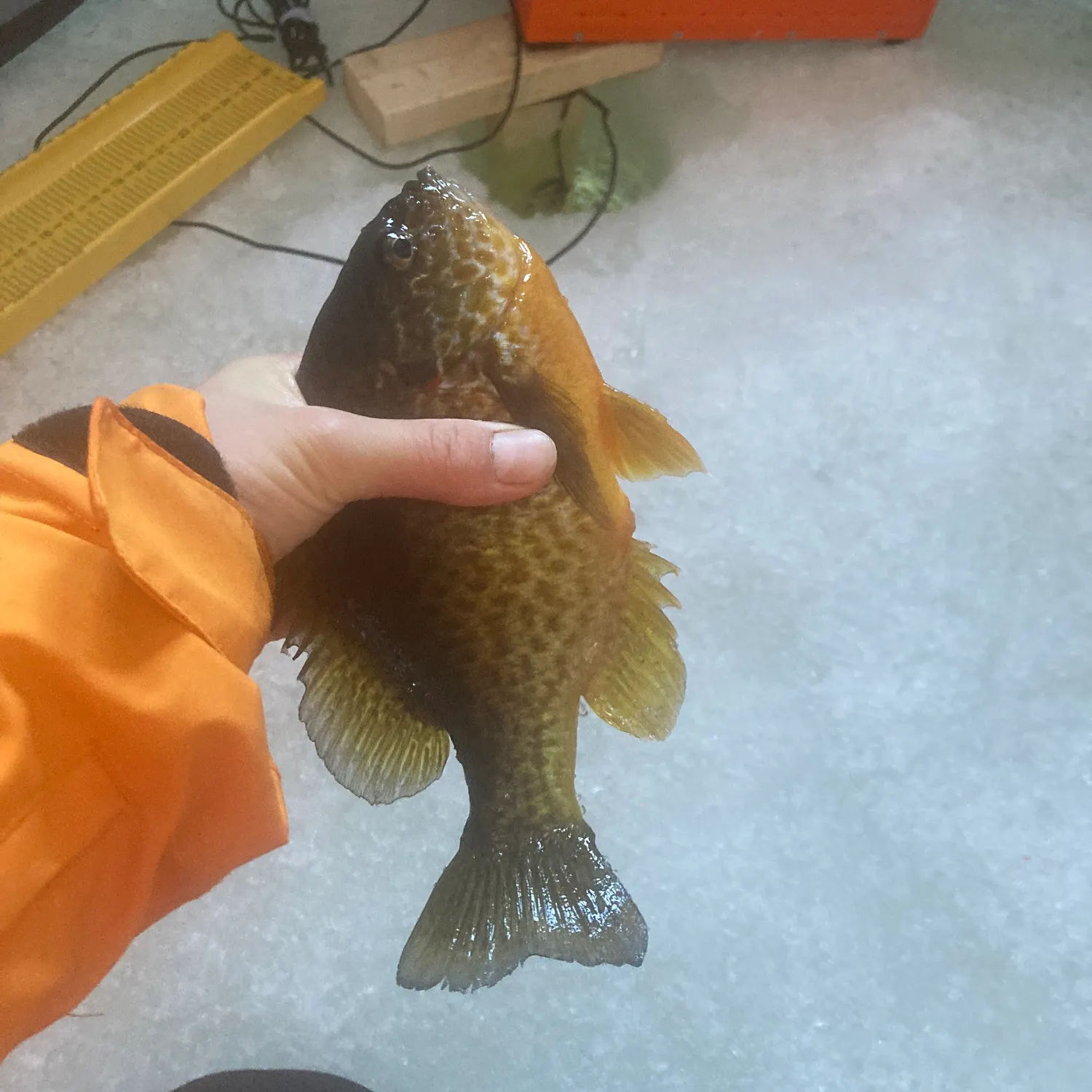 The most recent Pumpkinseed catches on Fishbrain